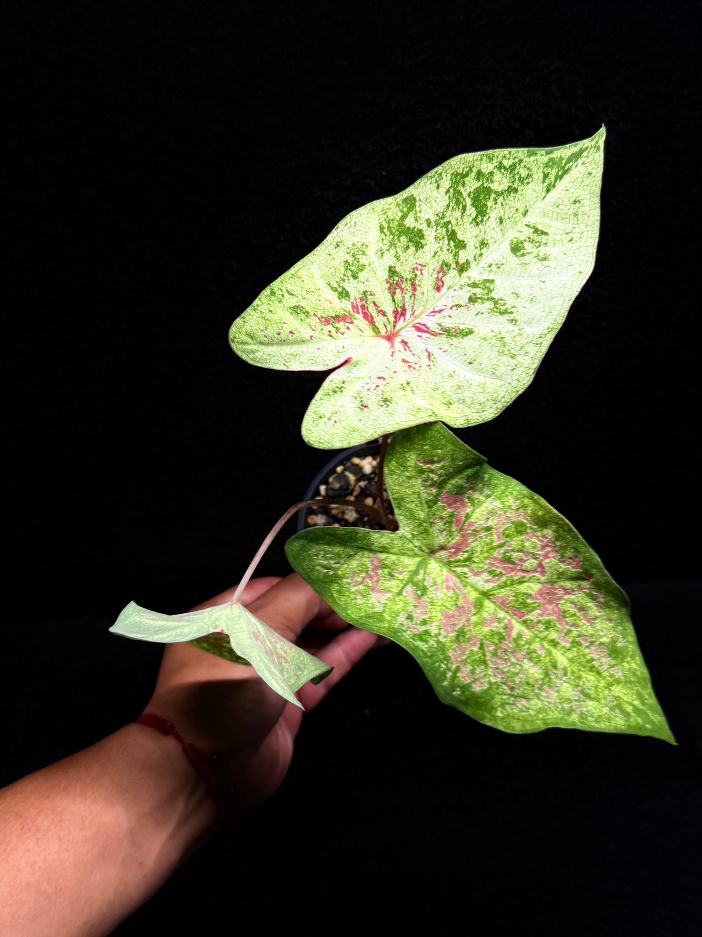 Caladium Hybrid G14