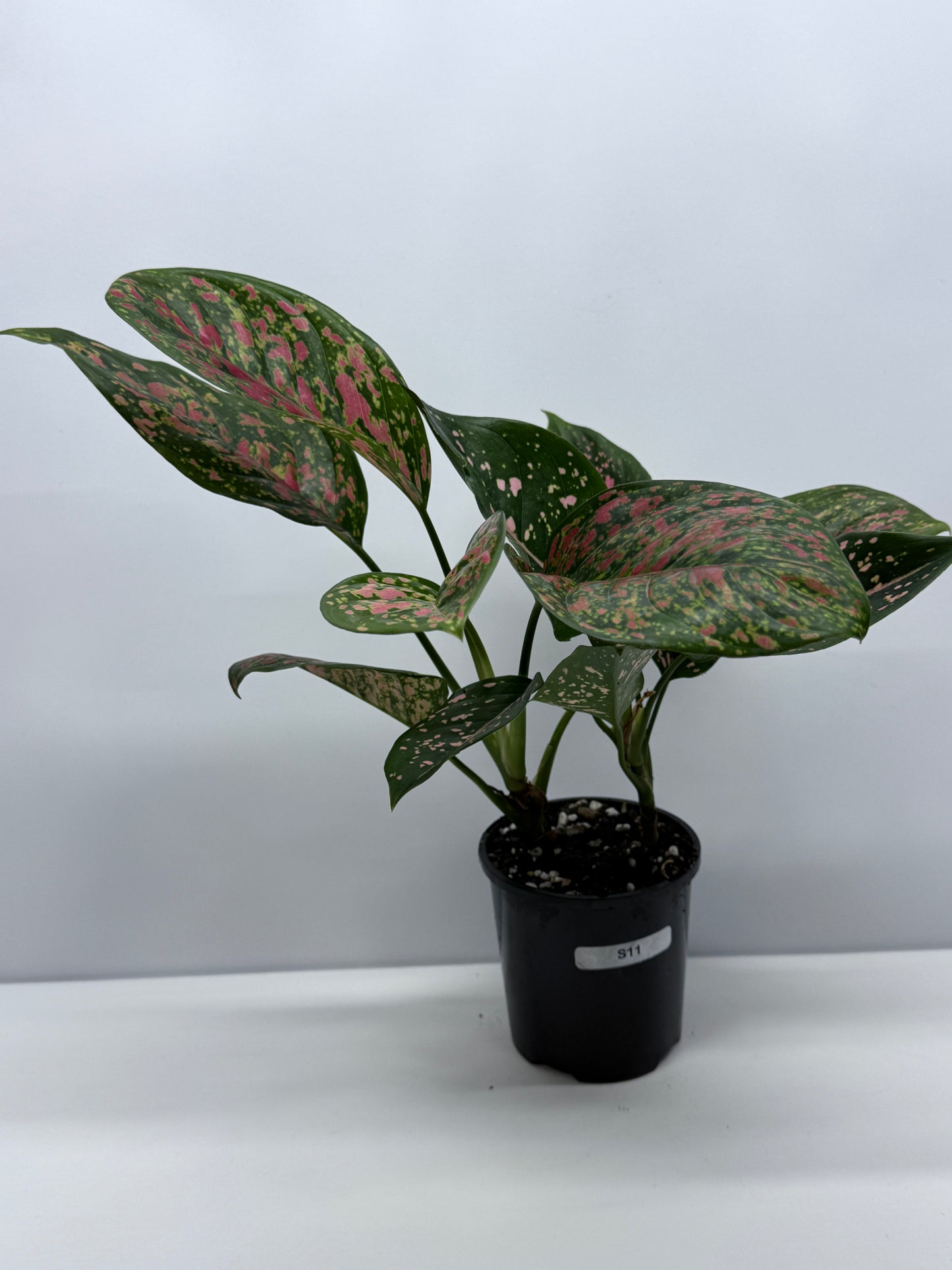 Aglaonema Ventti and Pink Dalmatian S11