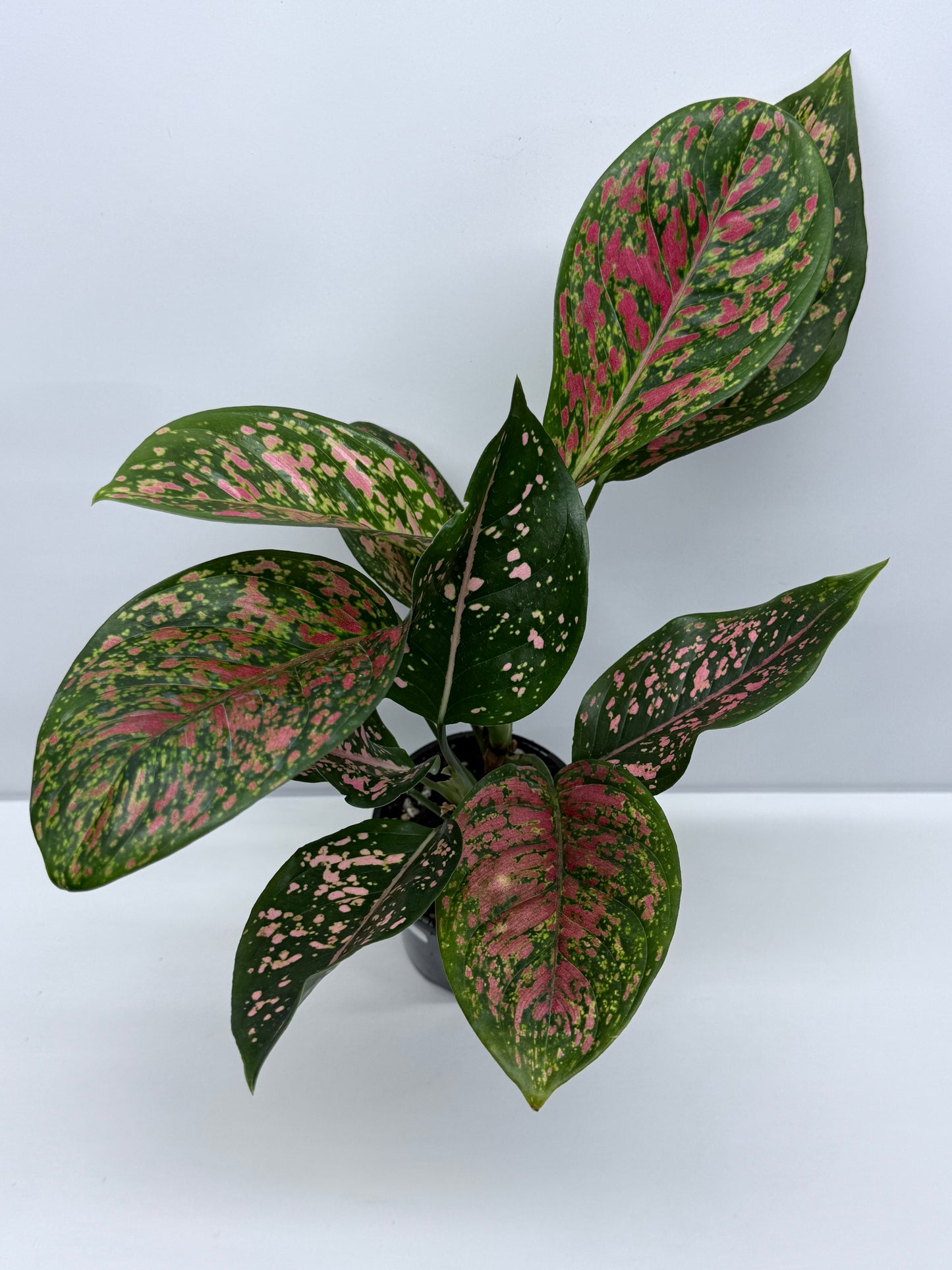 Aglaonema Ventti and Pink Dalmatian S11