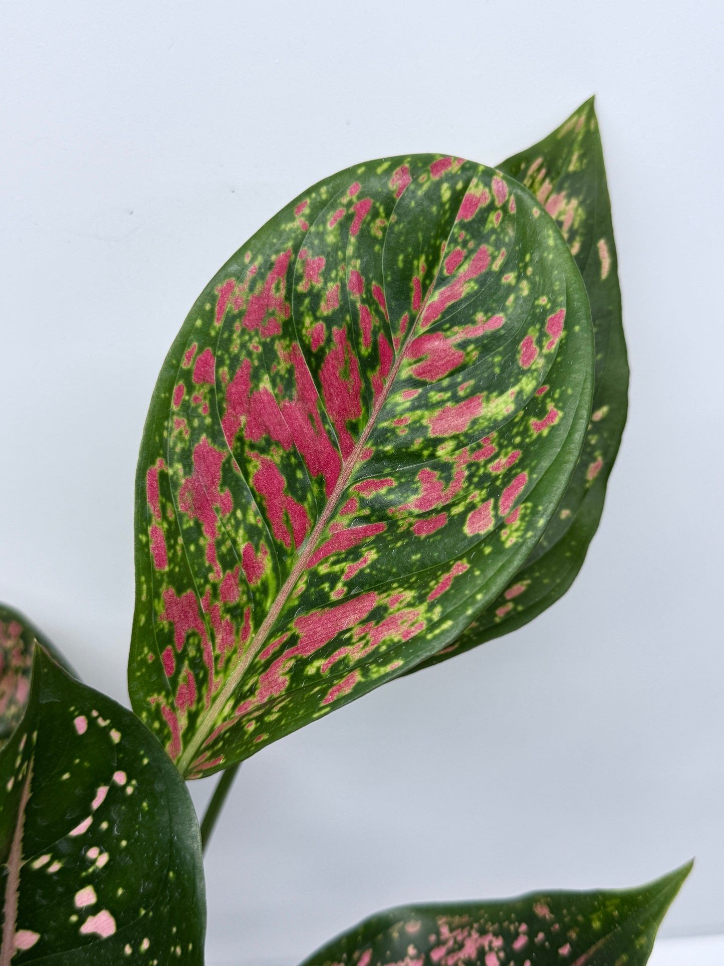 Aglaonema Ventti and Pink Dalmatian S11
