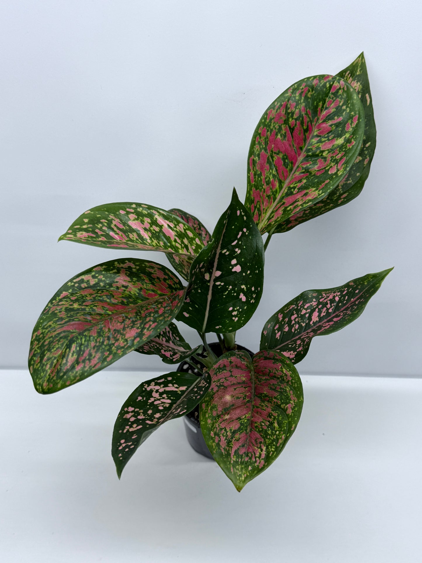Aglaonema Ventti and Pink Dalmatian S11