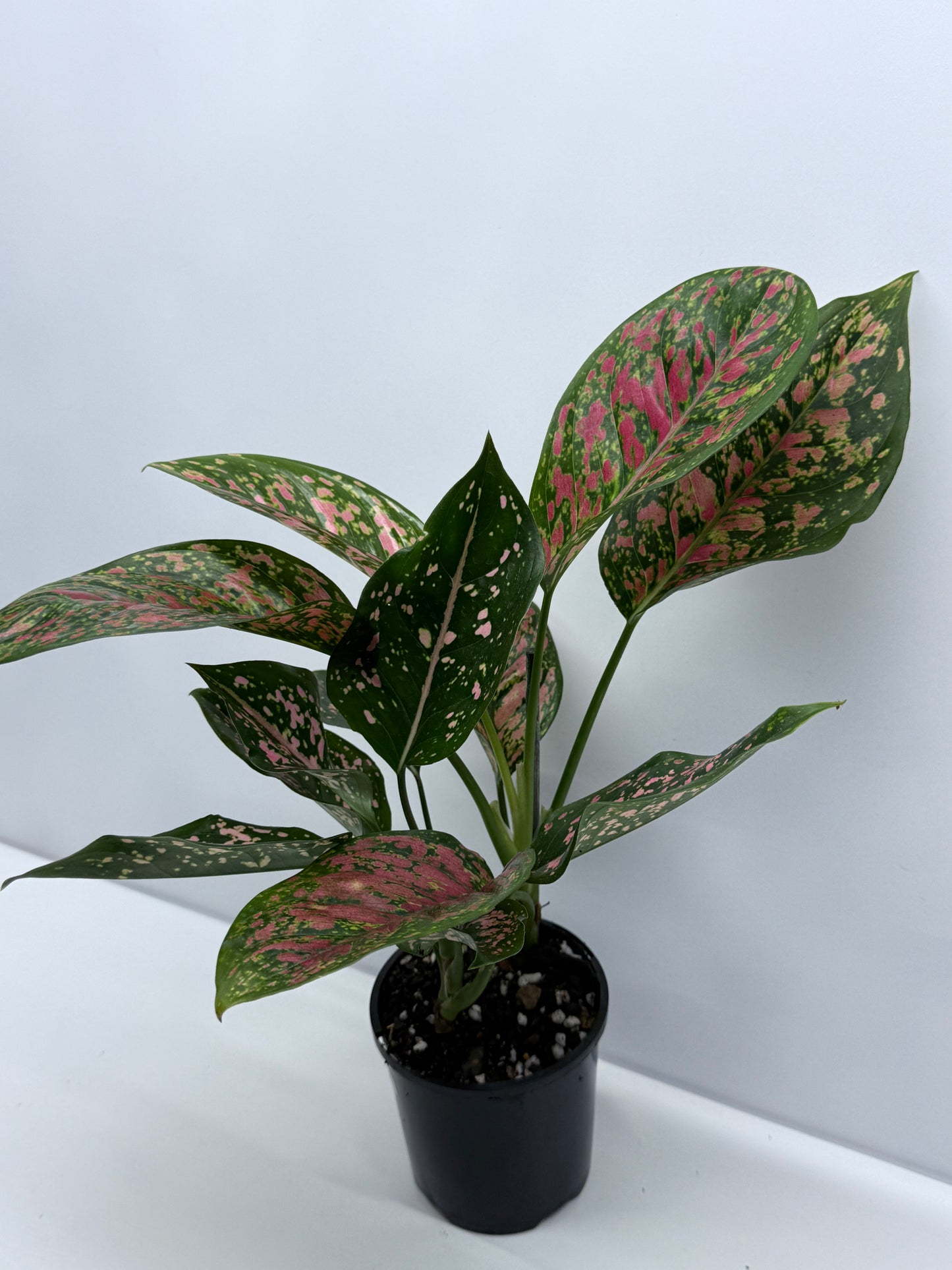 Aglaonema Ventti and Pink Dalmatian S11