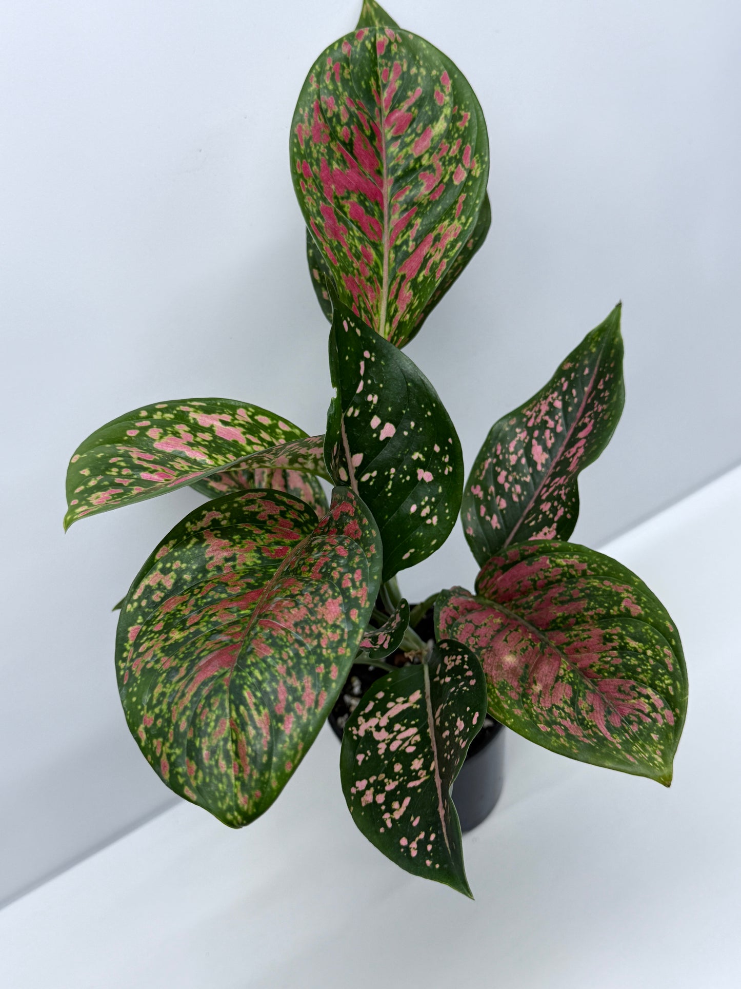 Aglaonema Ventti and Pink Dalmatian S11