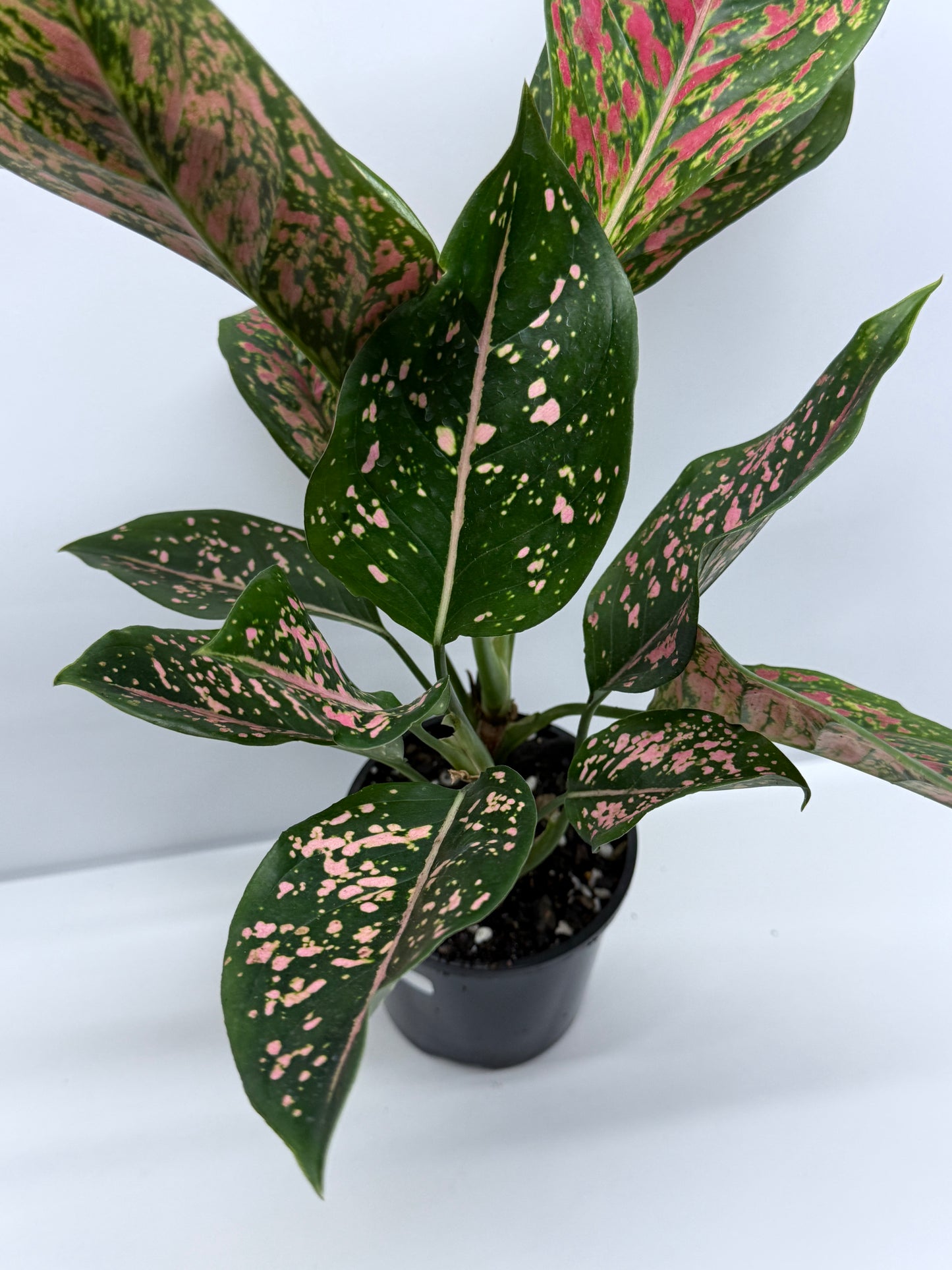 Aglaonema Ventti and Pink Dalmatian S11