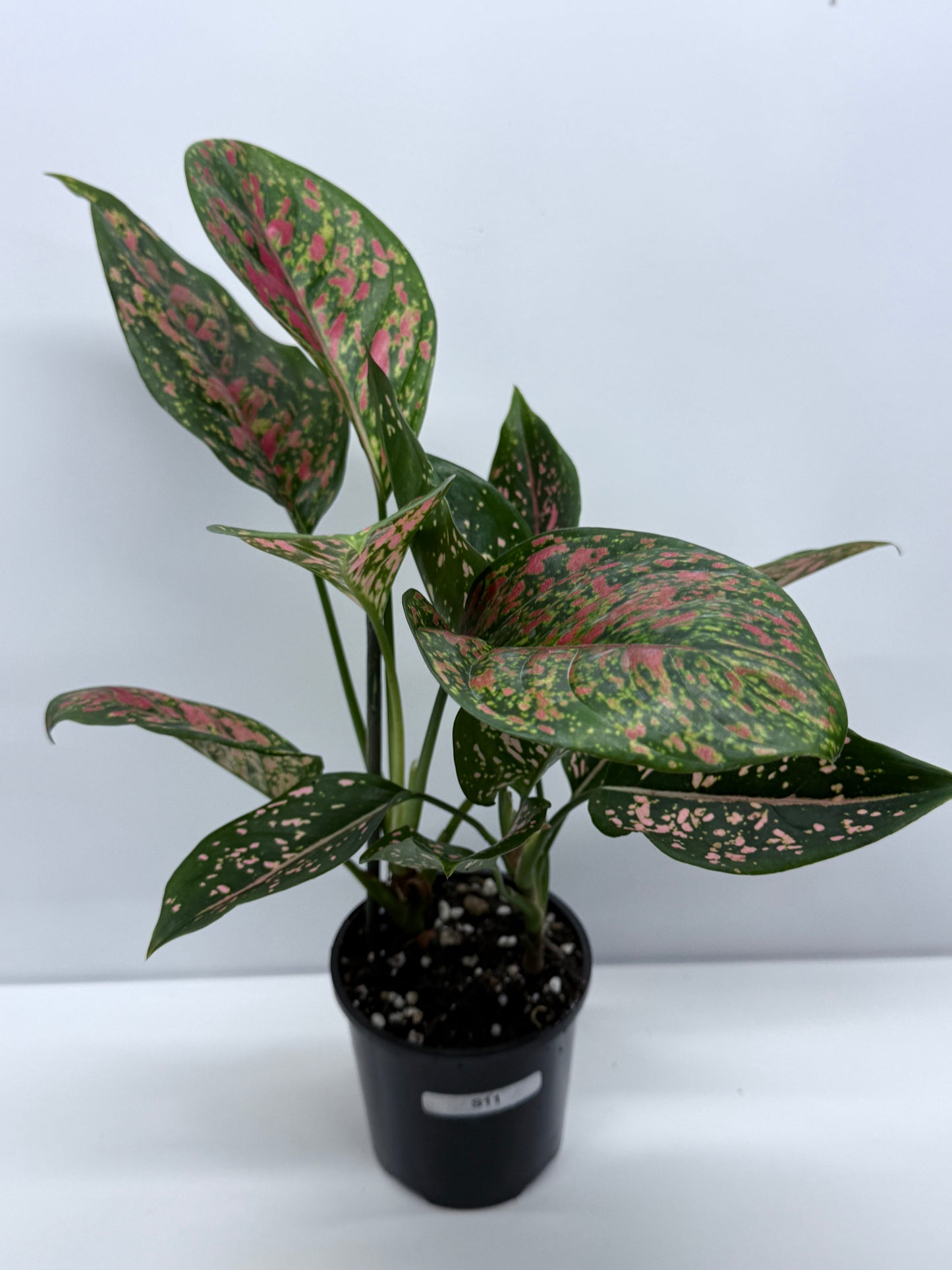 Aglaonema Ventti and Pink Dalmatian S11