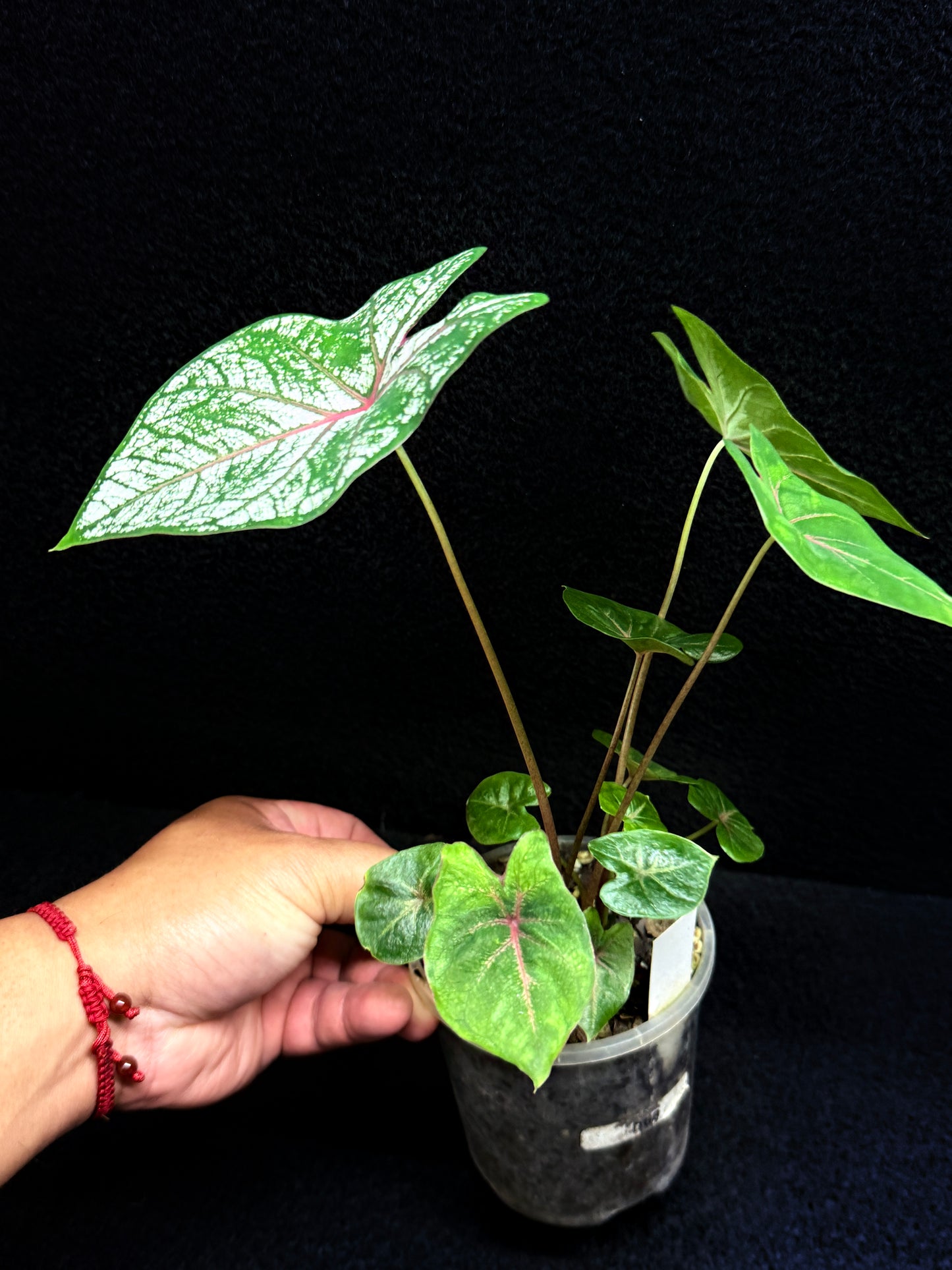 Caladium Florida Beauty F47