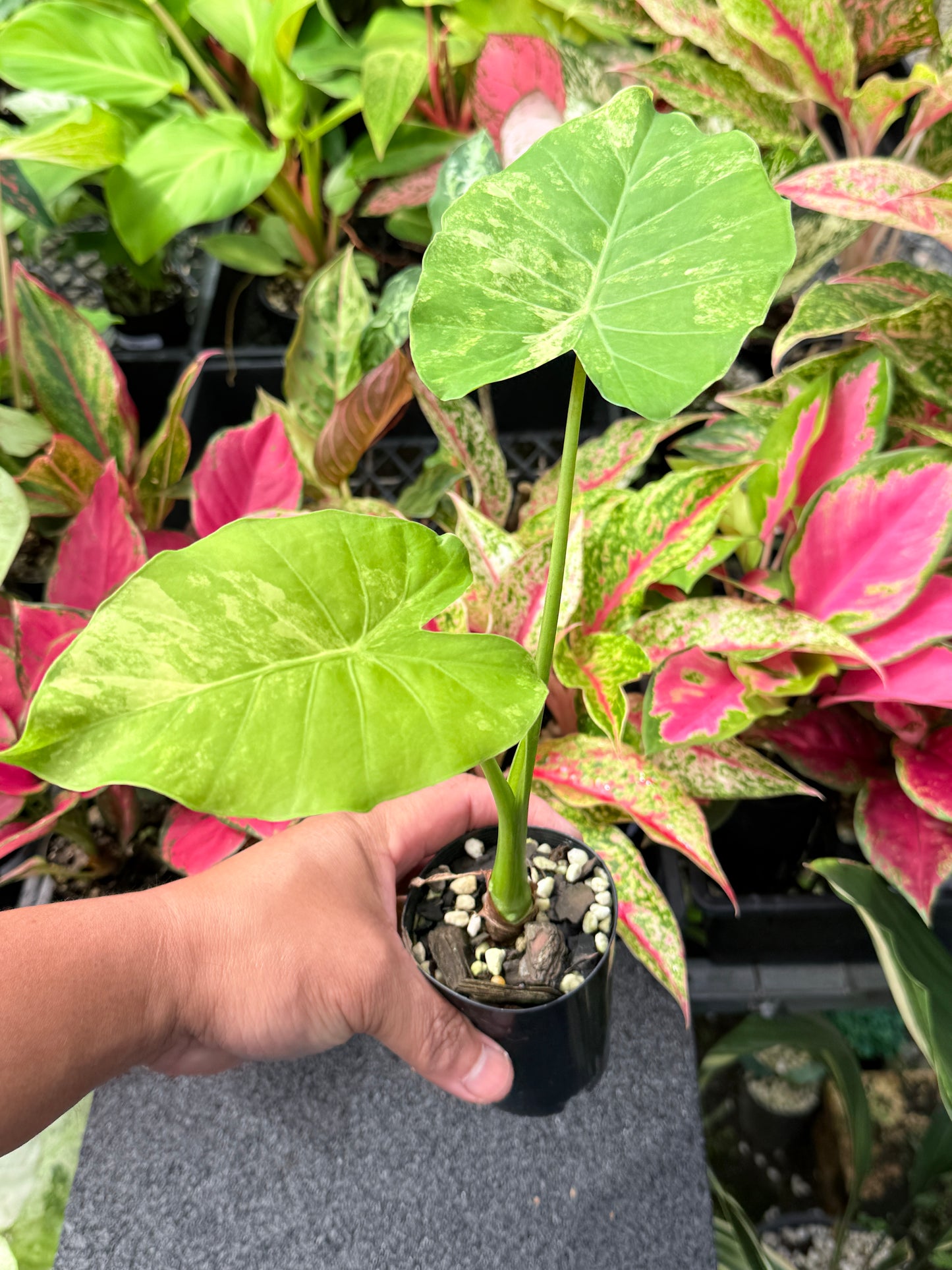 Alocasia 'Gageana Aurea' J39