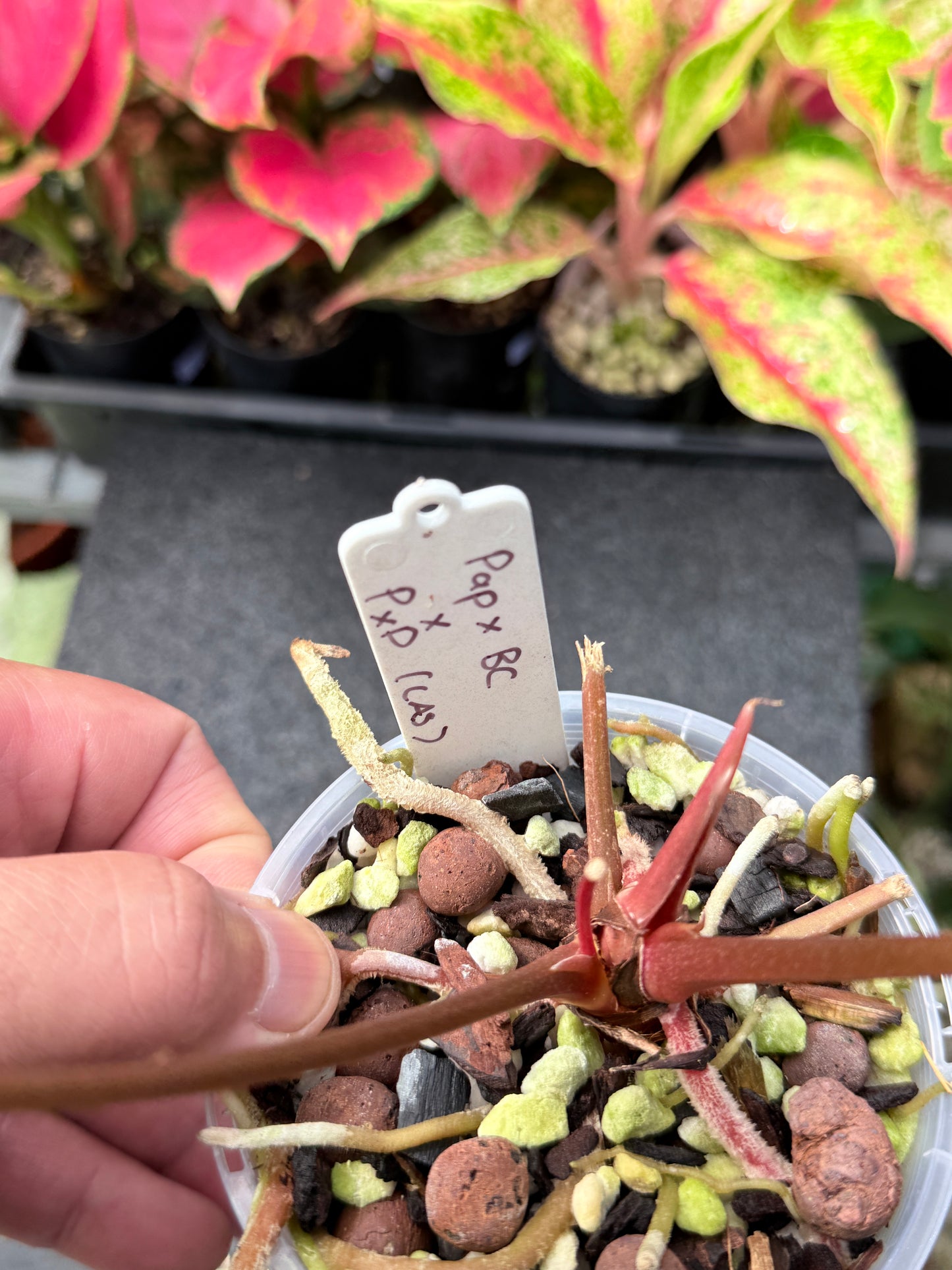 Anthurium 'Pap x BC x PxD (CAS) Hybrid L18
