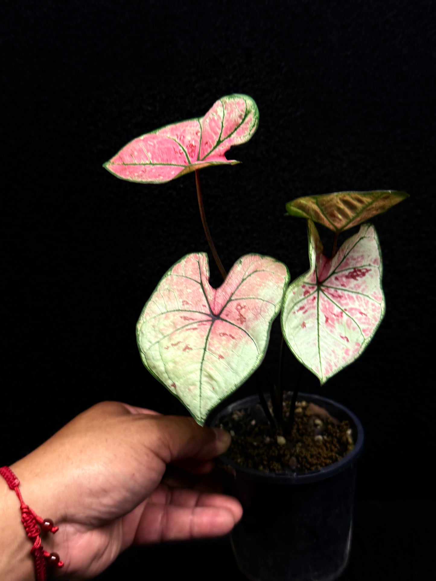 Caladium Scarlet Girl P70