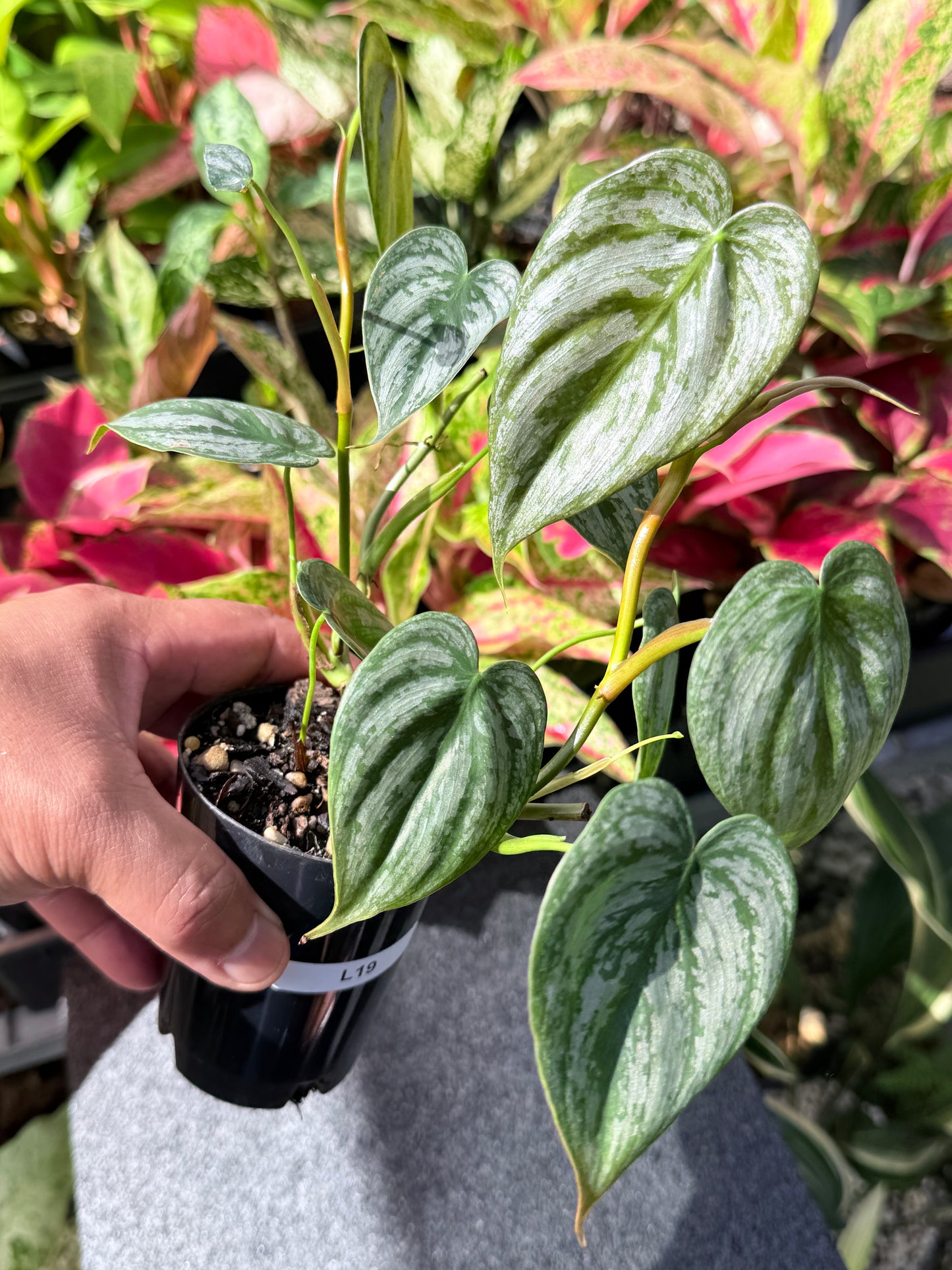 Philodendron Brandtianum L19