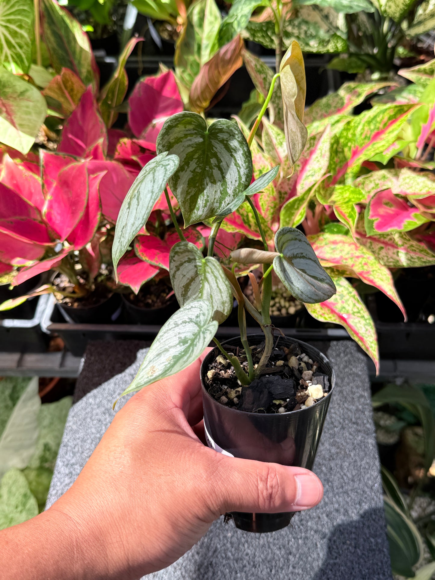 Philodendron Brandtianum L20
