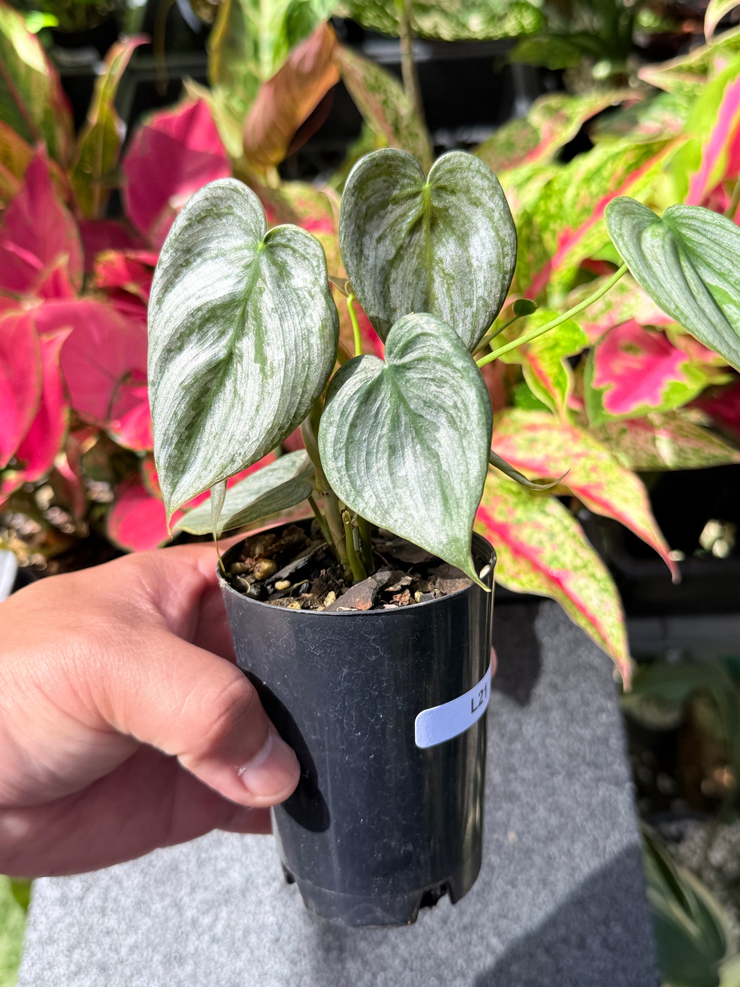 Philodendron Brandtianum L21