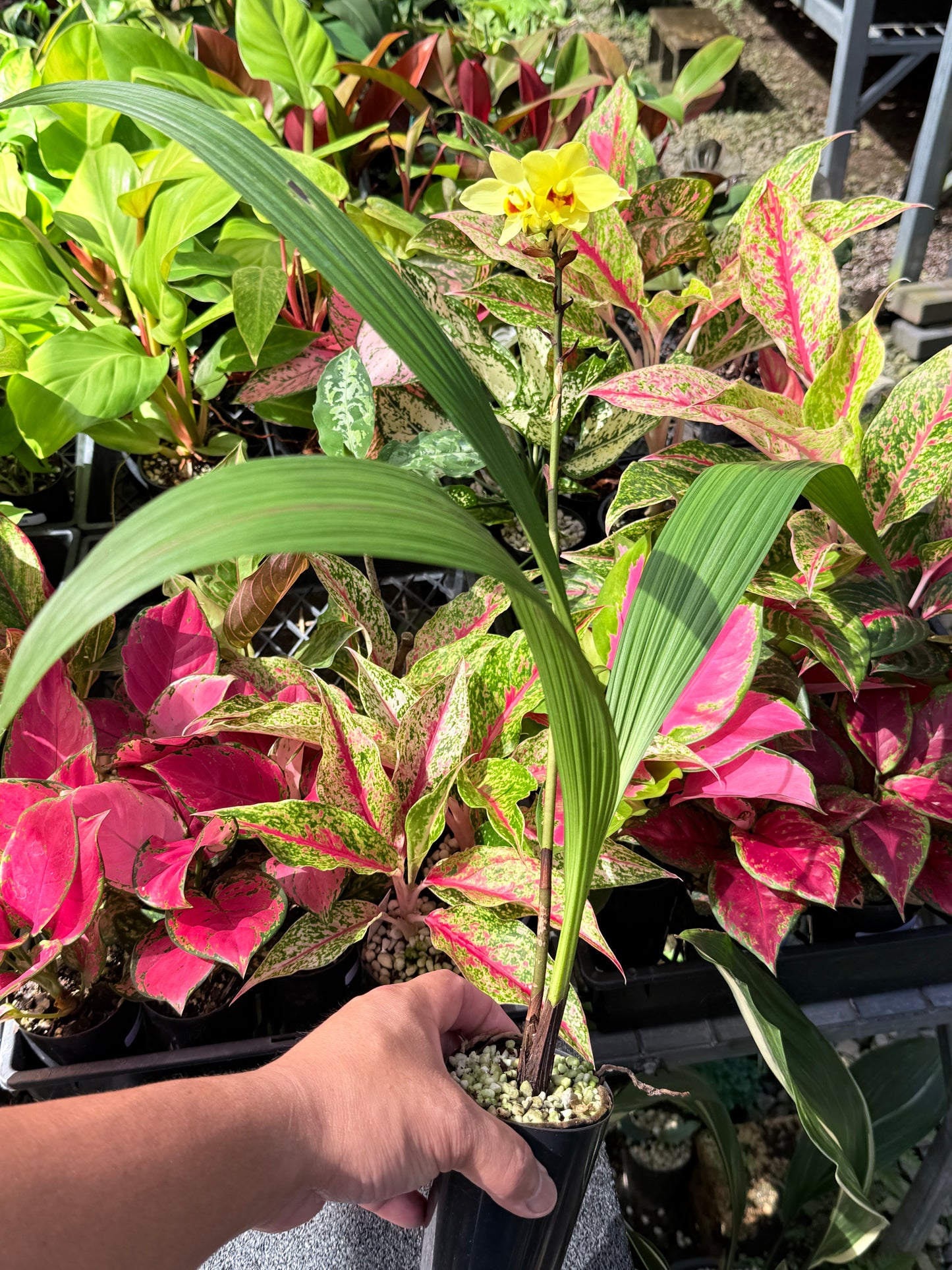 Spathoglottis 'Lemon Kiss' L22