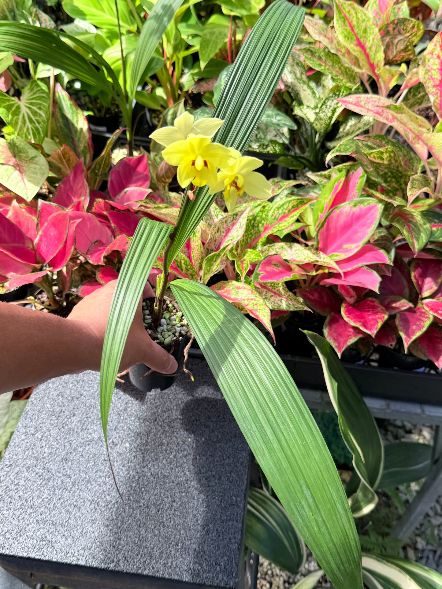 Spathoglottis 'Lemon Kiss' L23