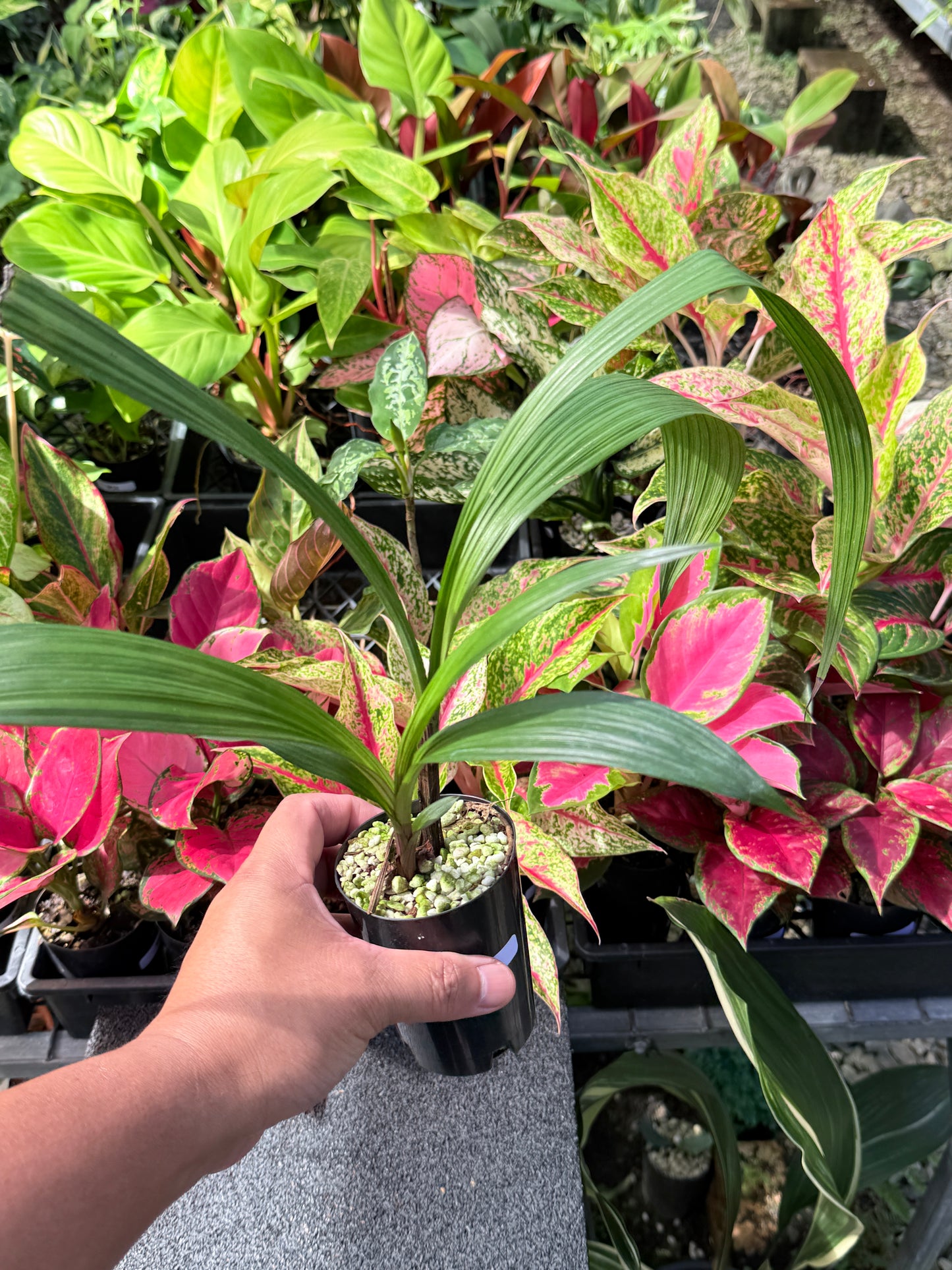 Spathoglottis 'Lemon Kiss' L24