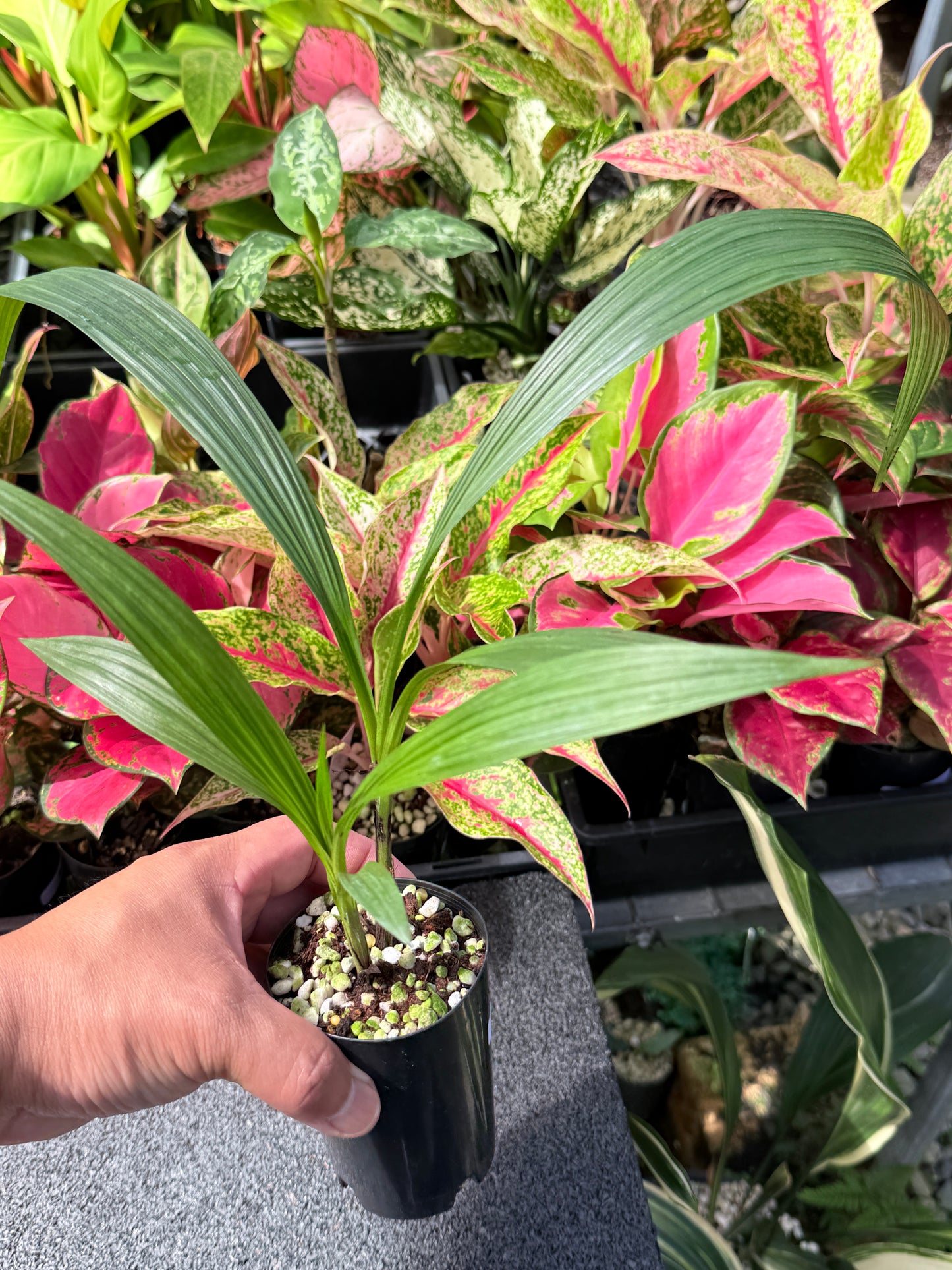 Spathoglottis 'Lemon Kiss' L26