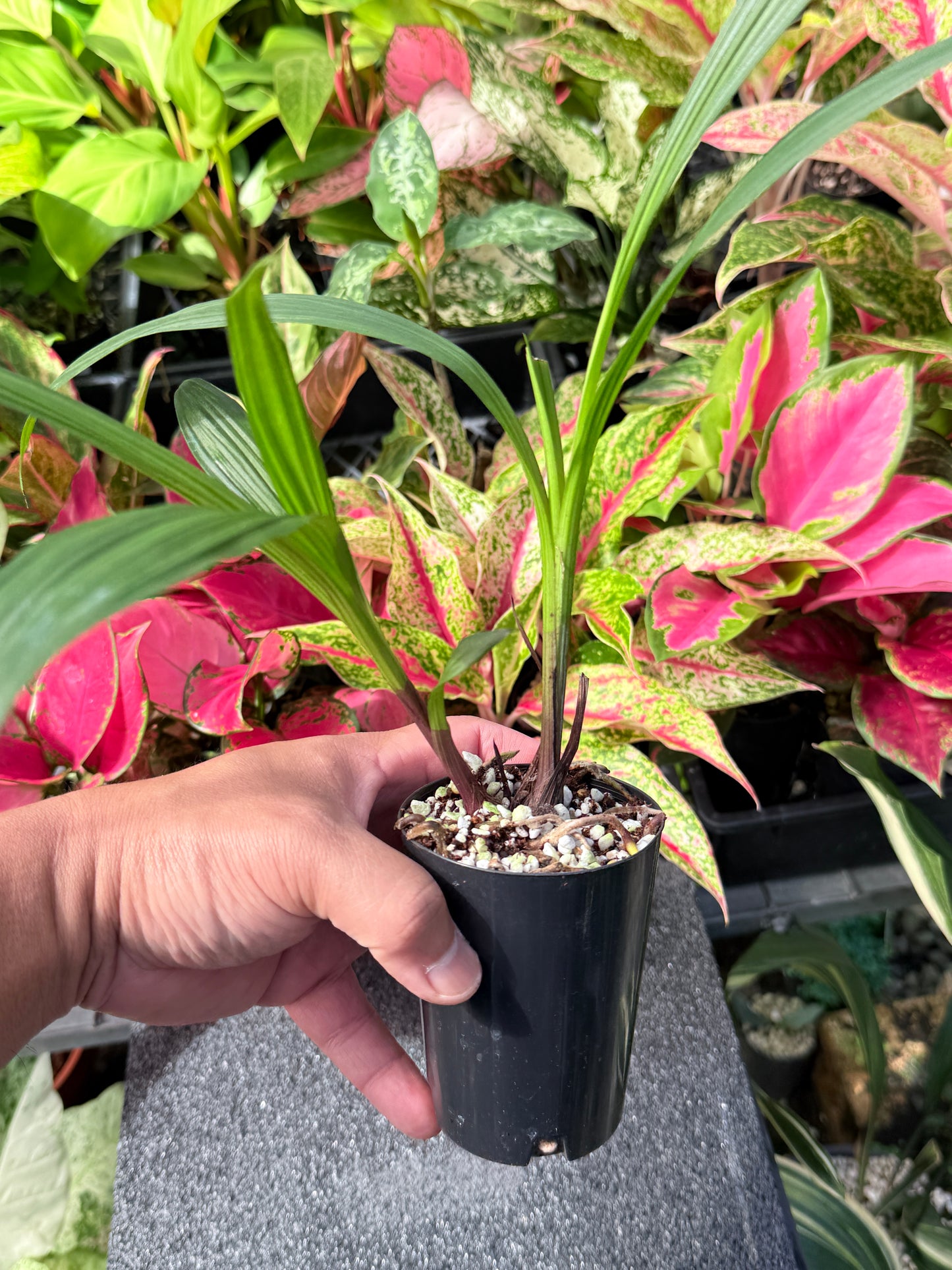 Spathoglottis 'Lemon Kiss' L27
