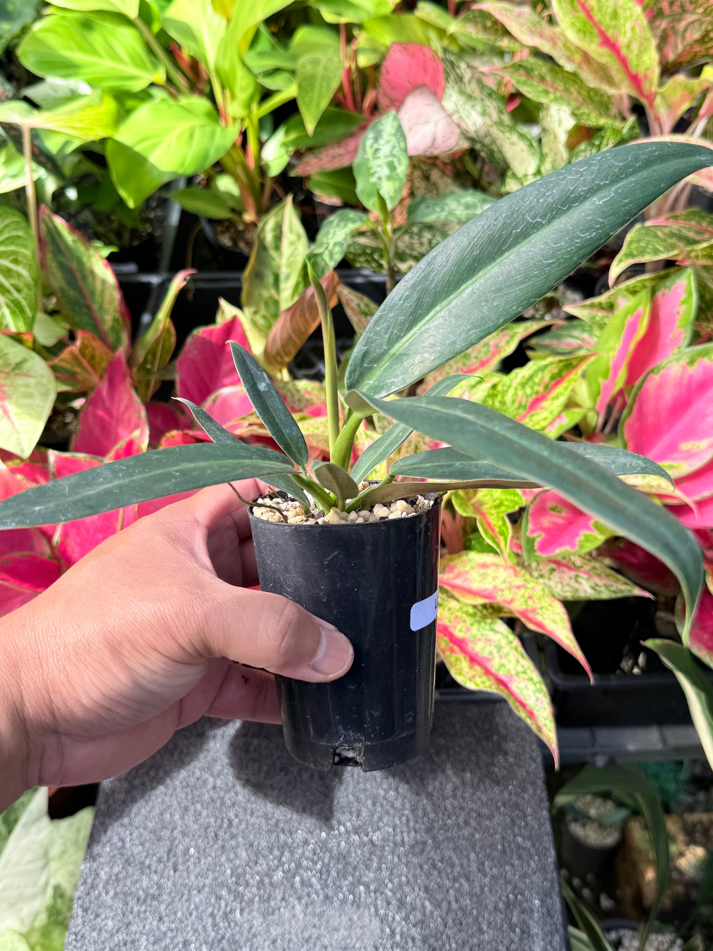 Philodendron Linnaei L28
