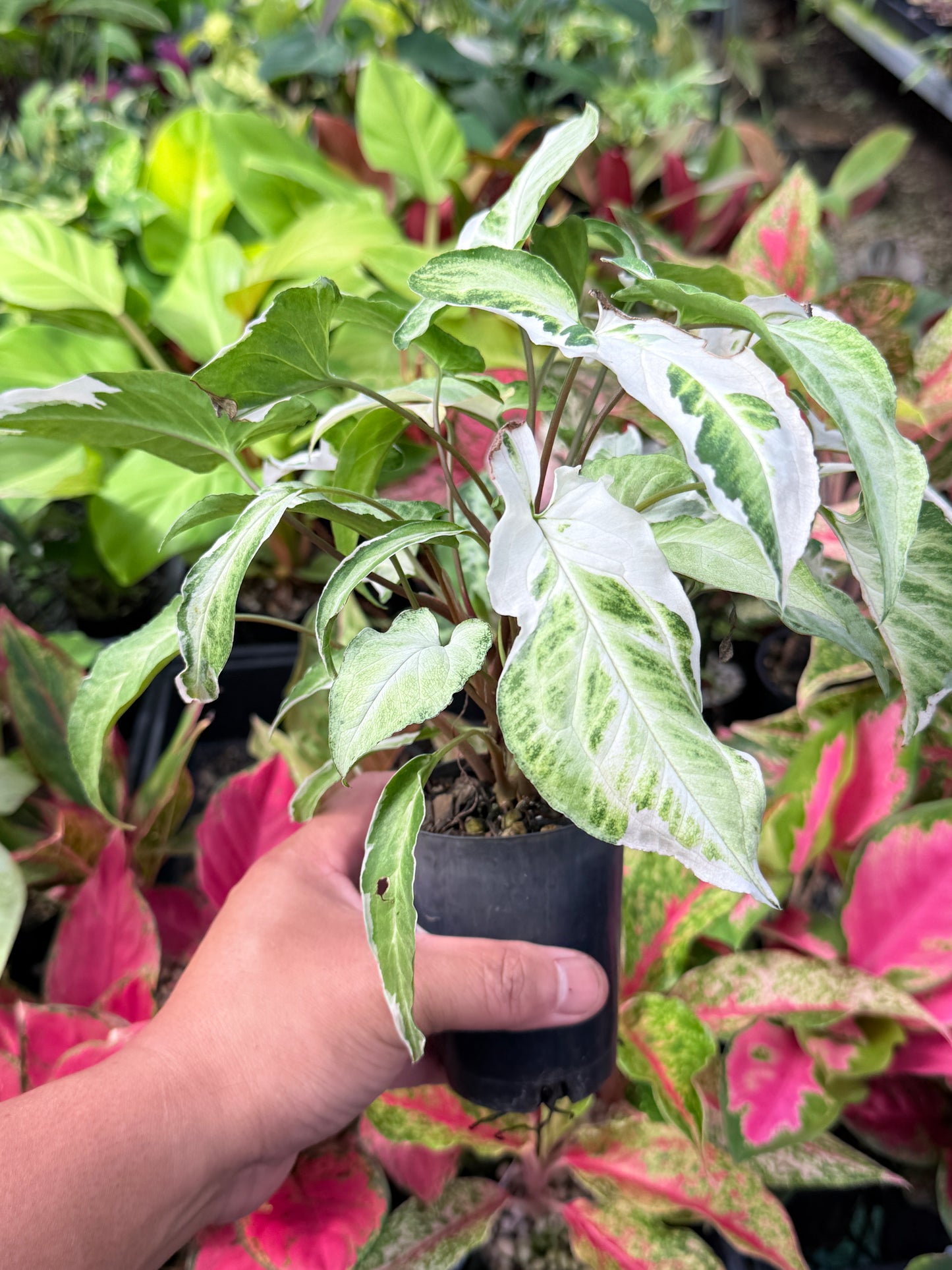 Syngonium 'Starlite' B1