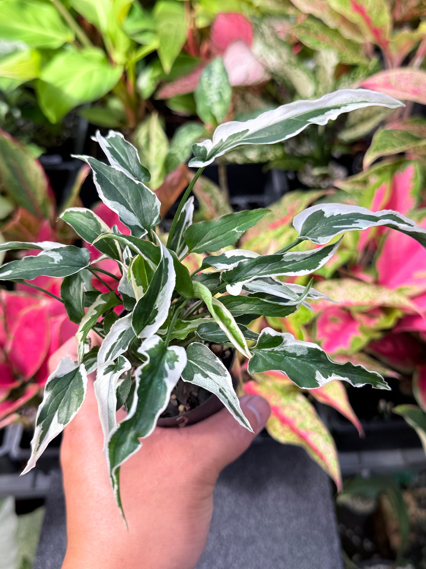 Syngonium 'Ngern Lai Ma' L32