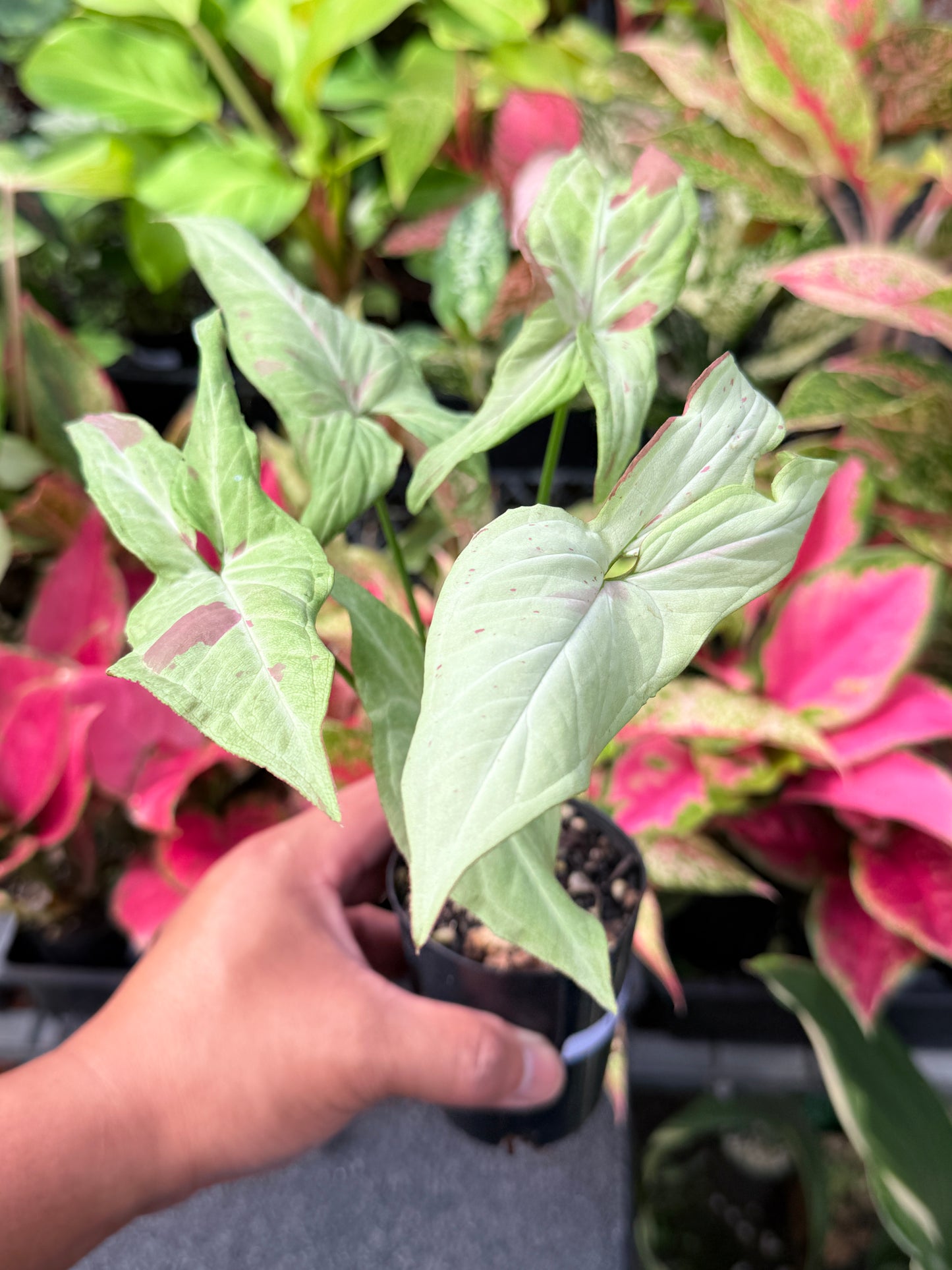 Syngonium 'Pink Salmon' L33