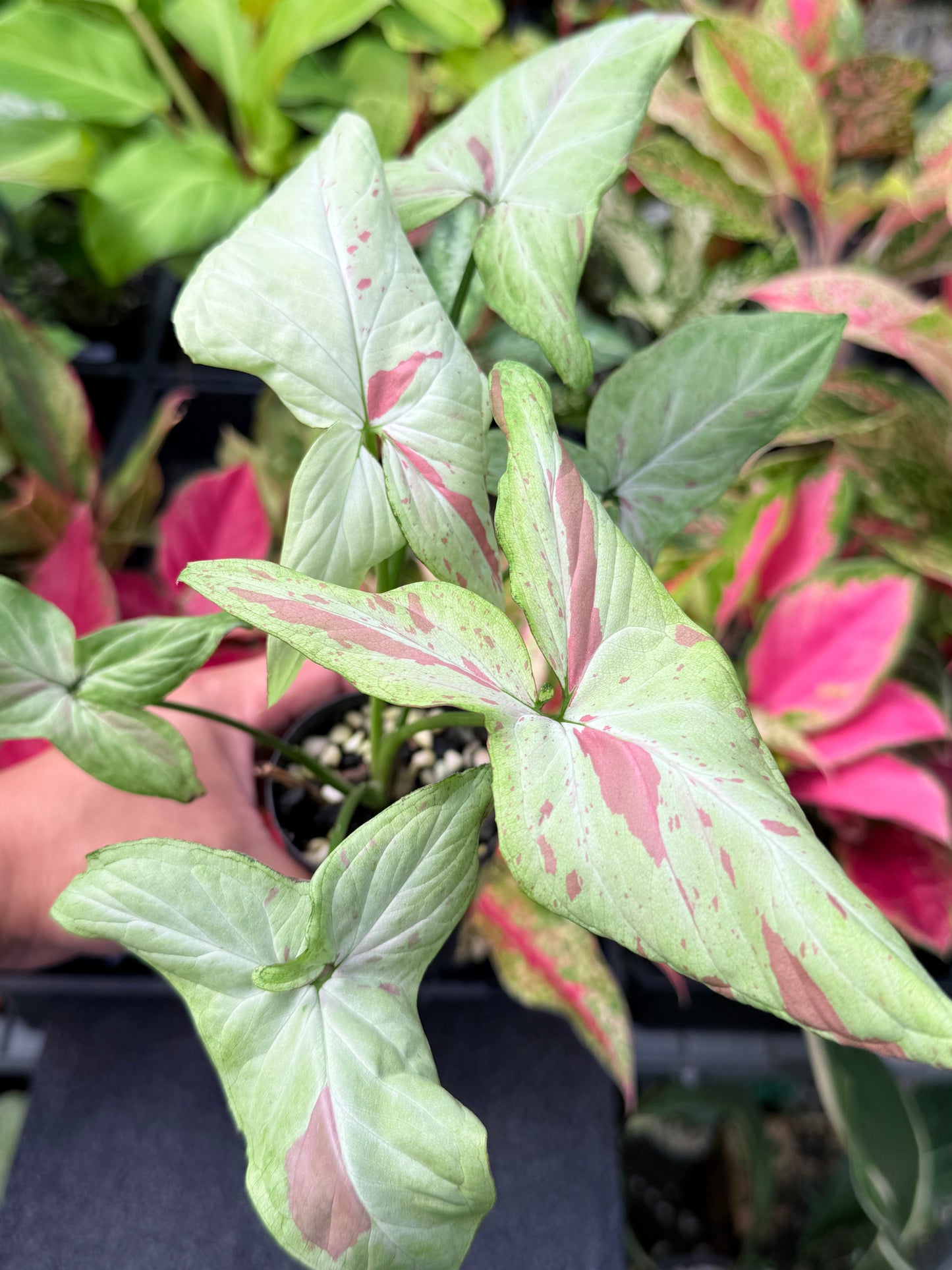 Syngonium 'Pink Salmon' L34