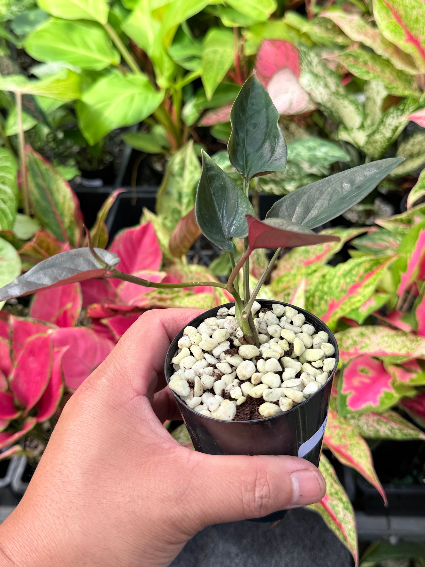 Syngonium 'Red Arrow' L35