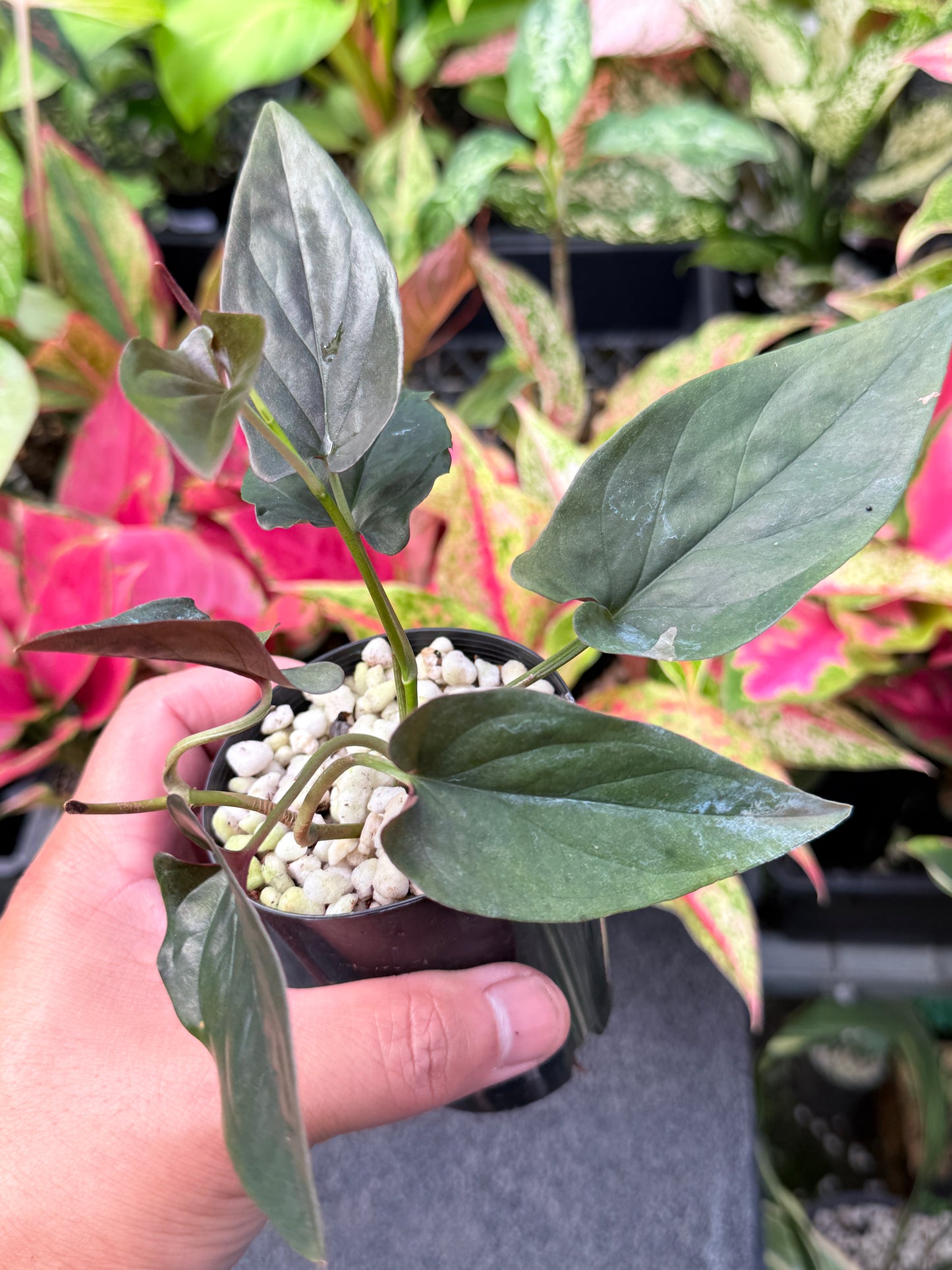 Syngonium 'Red Arrow' L36