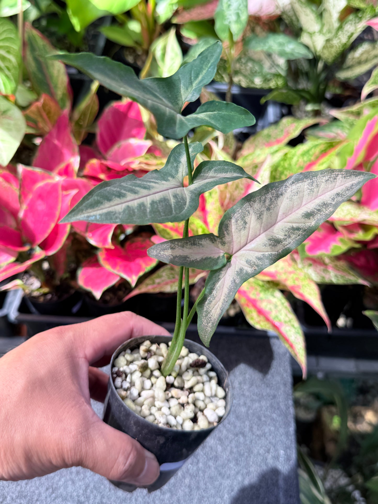 Syngonium 'Black Pink' L37