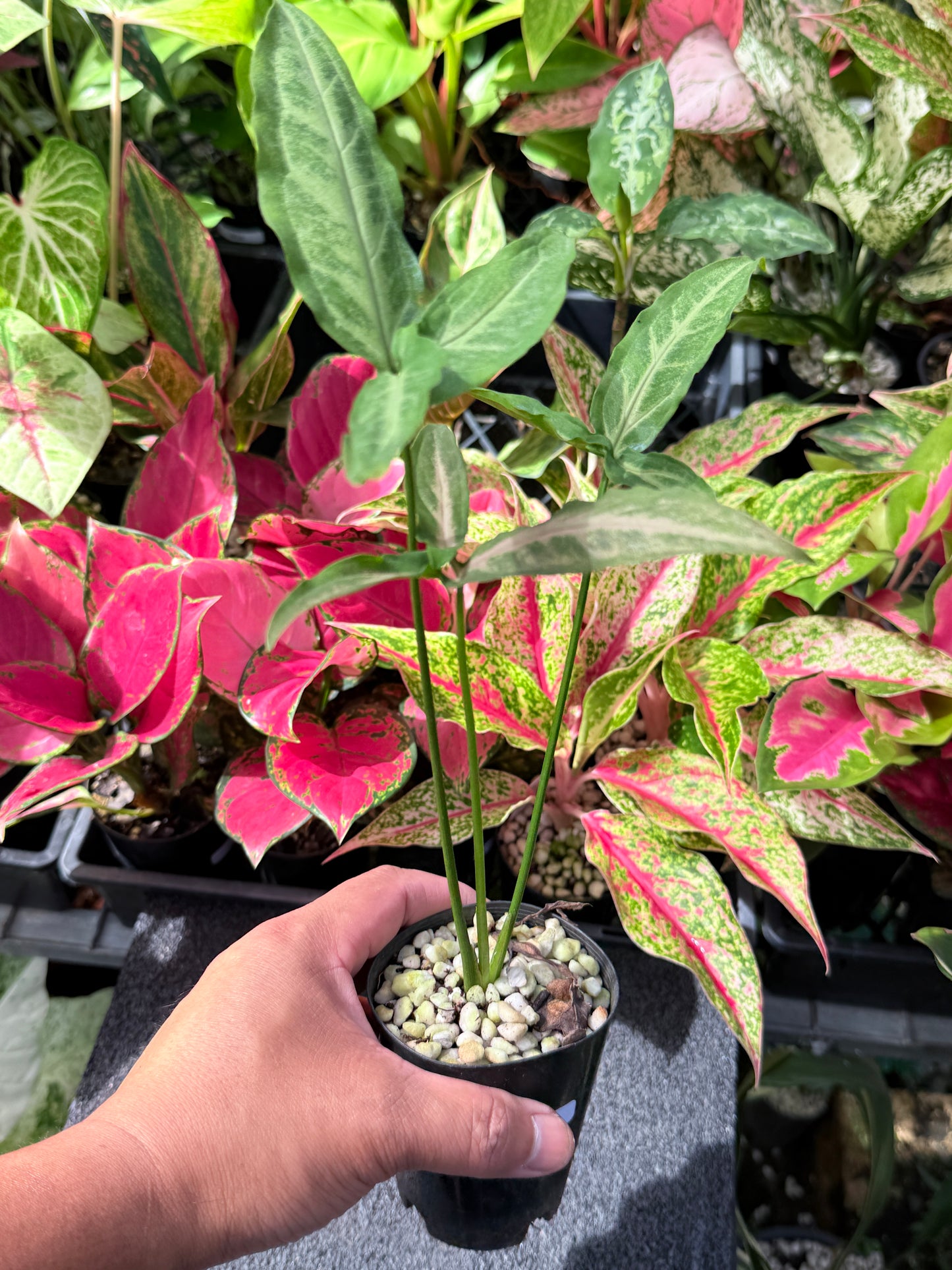 Syngonium 'Black Pink' L38