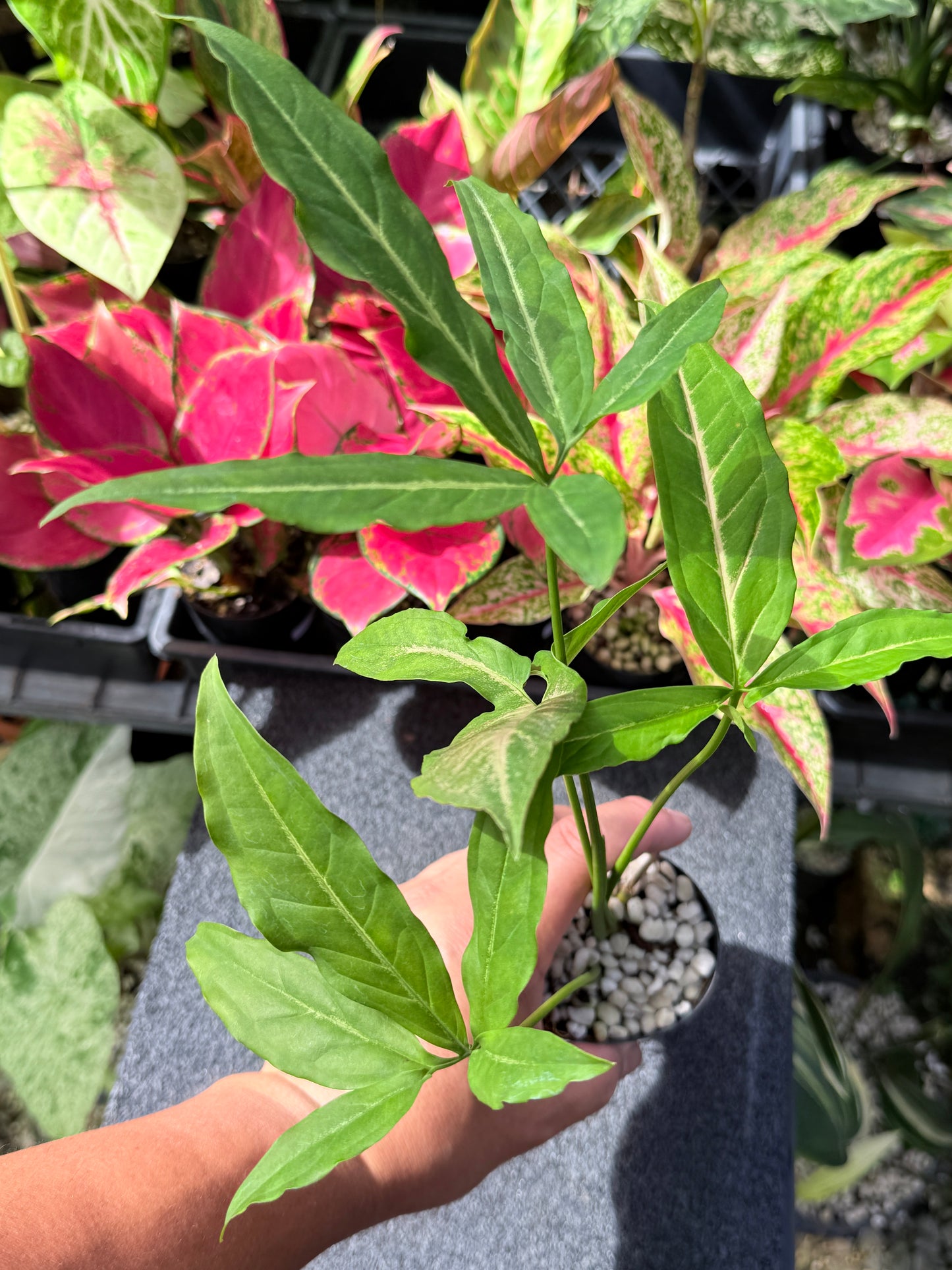 Syngonium 'Black Pink' L39