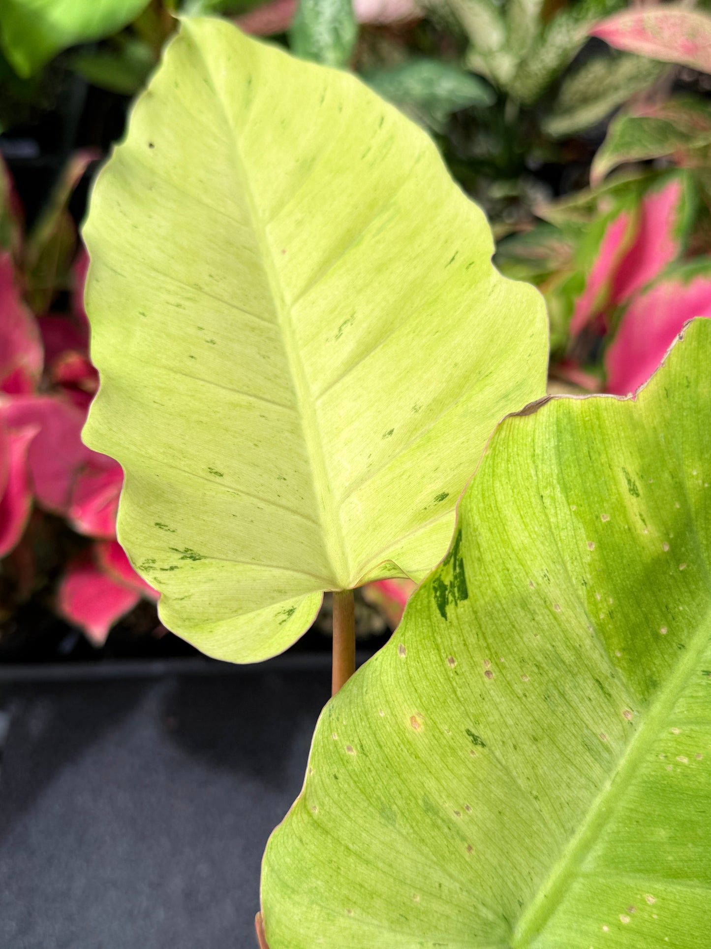 Philodendron 'Snow Drift' L40