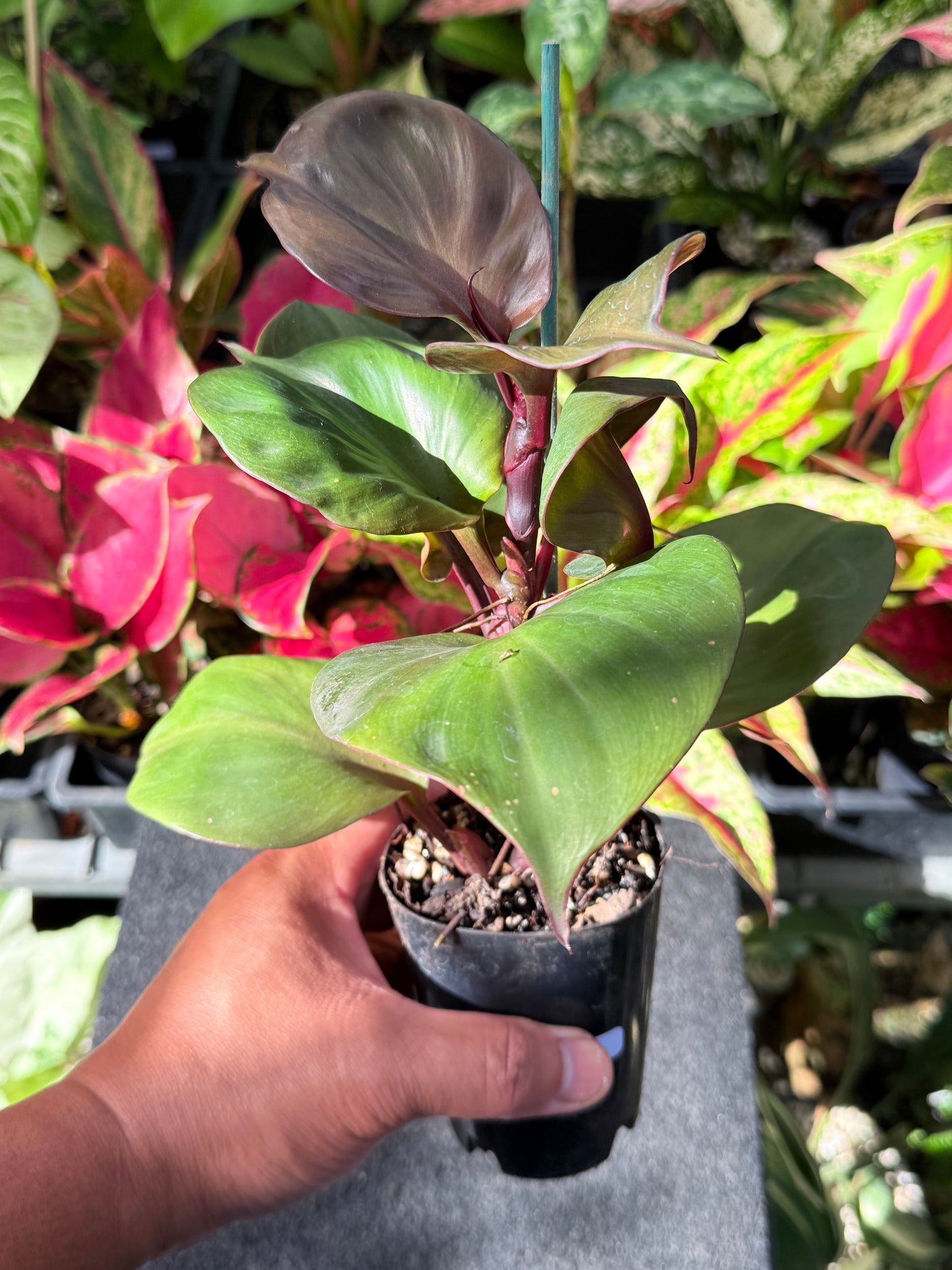 Philodendron 'Red Heart' L42