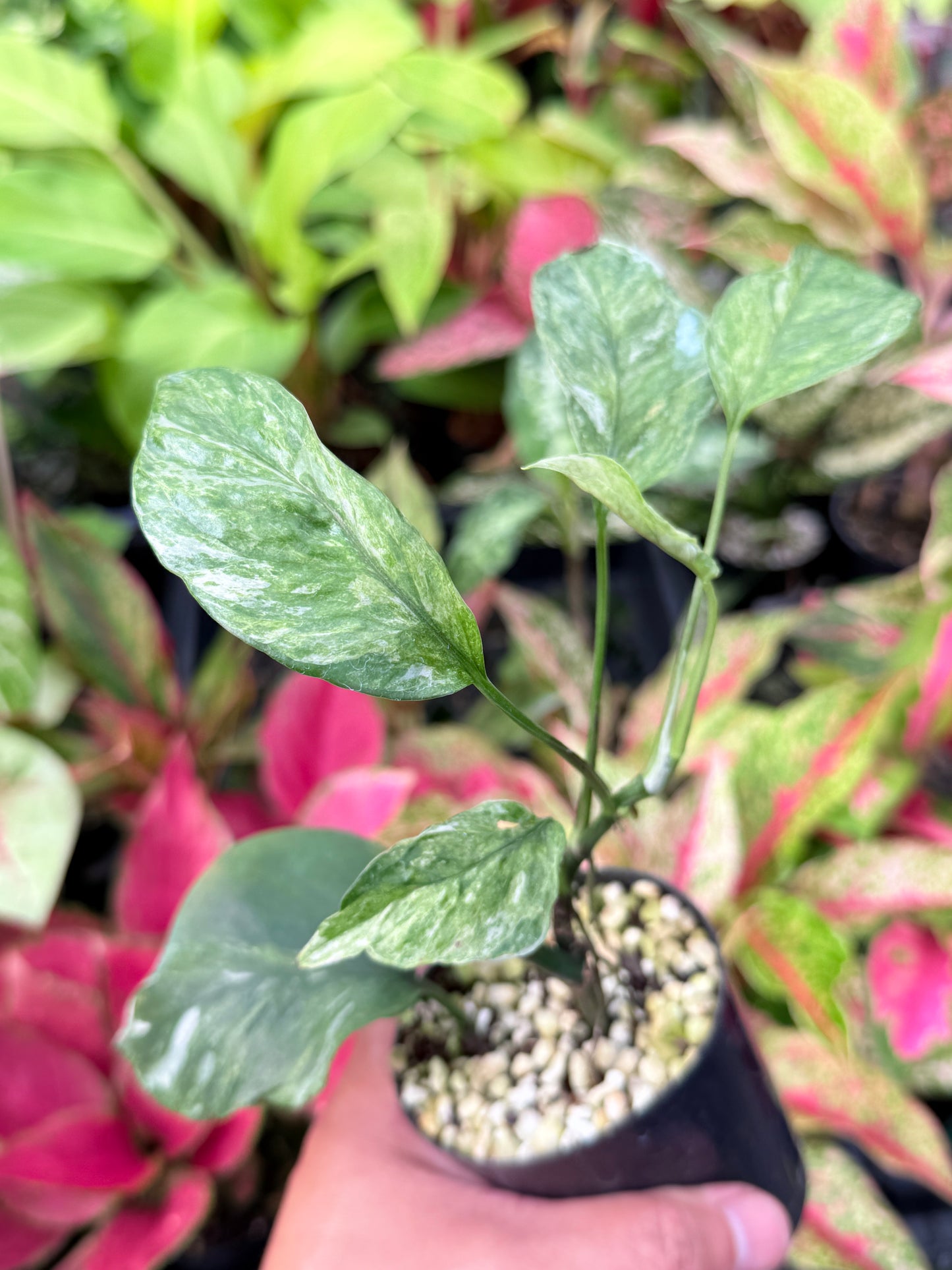 Epipremnum pinnatum 'Bali Hanoman' NONTC L43