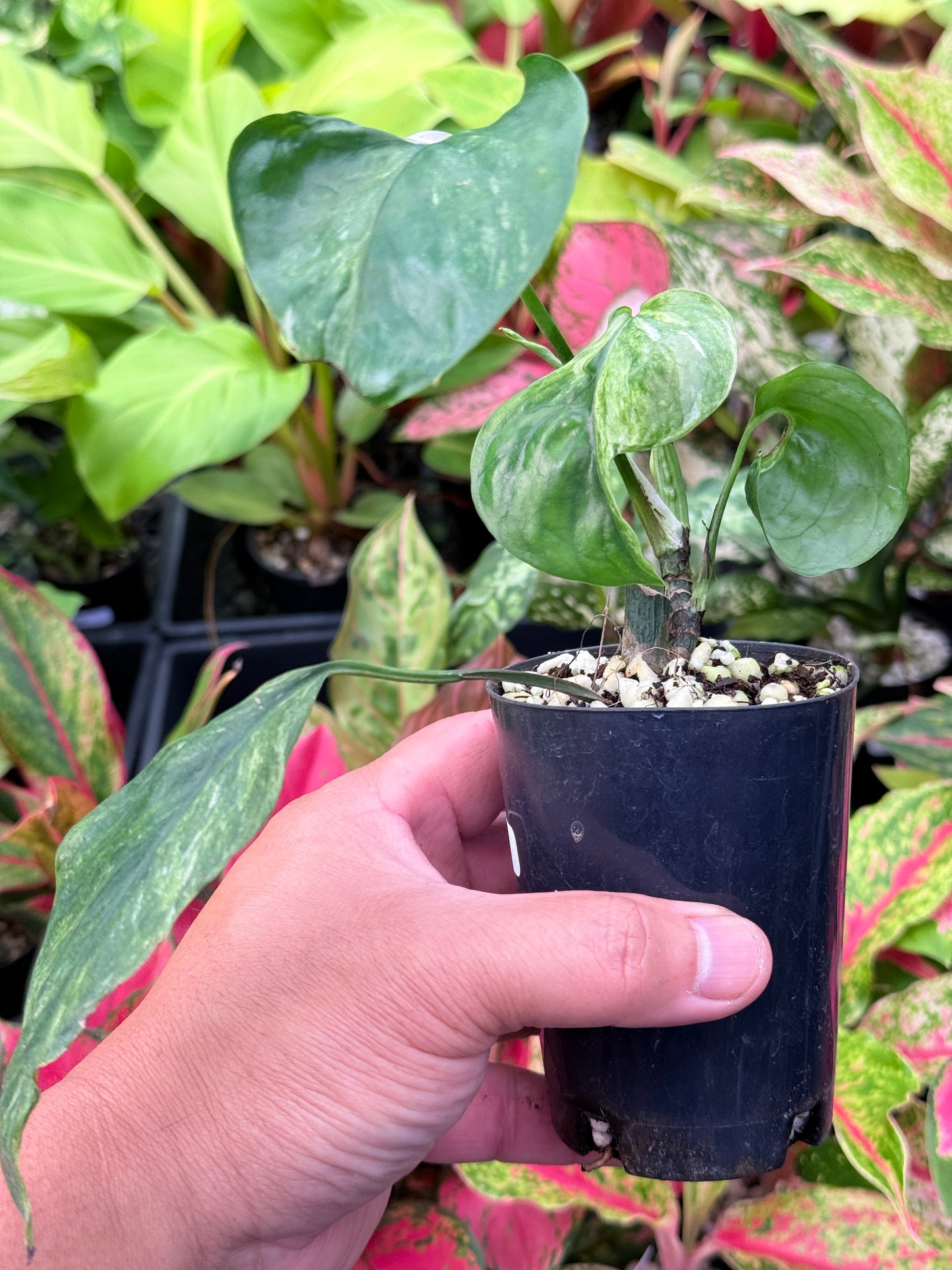Epipremnum pinnatum 'Bali Hanoman' NONTC L44