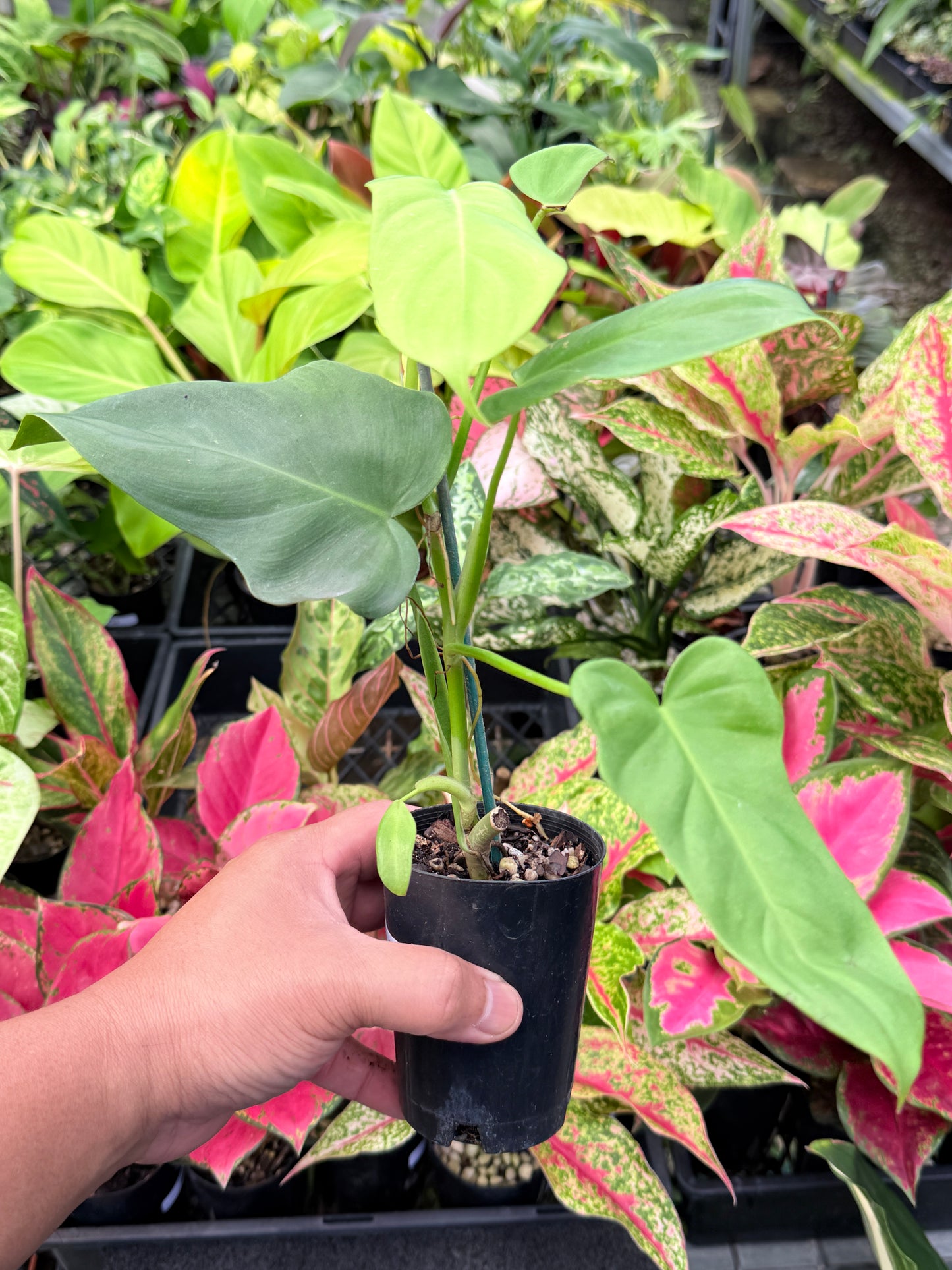 Philodendron bipennifolium 'Aurea' (Golden Violin) L45