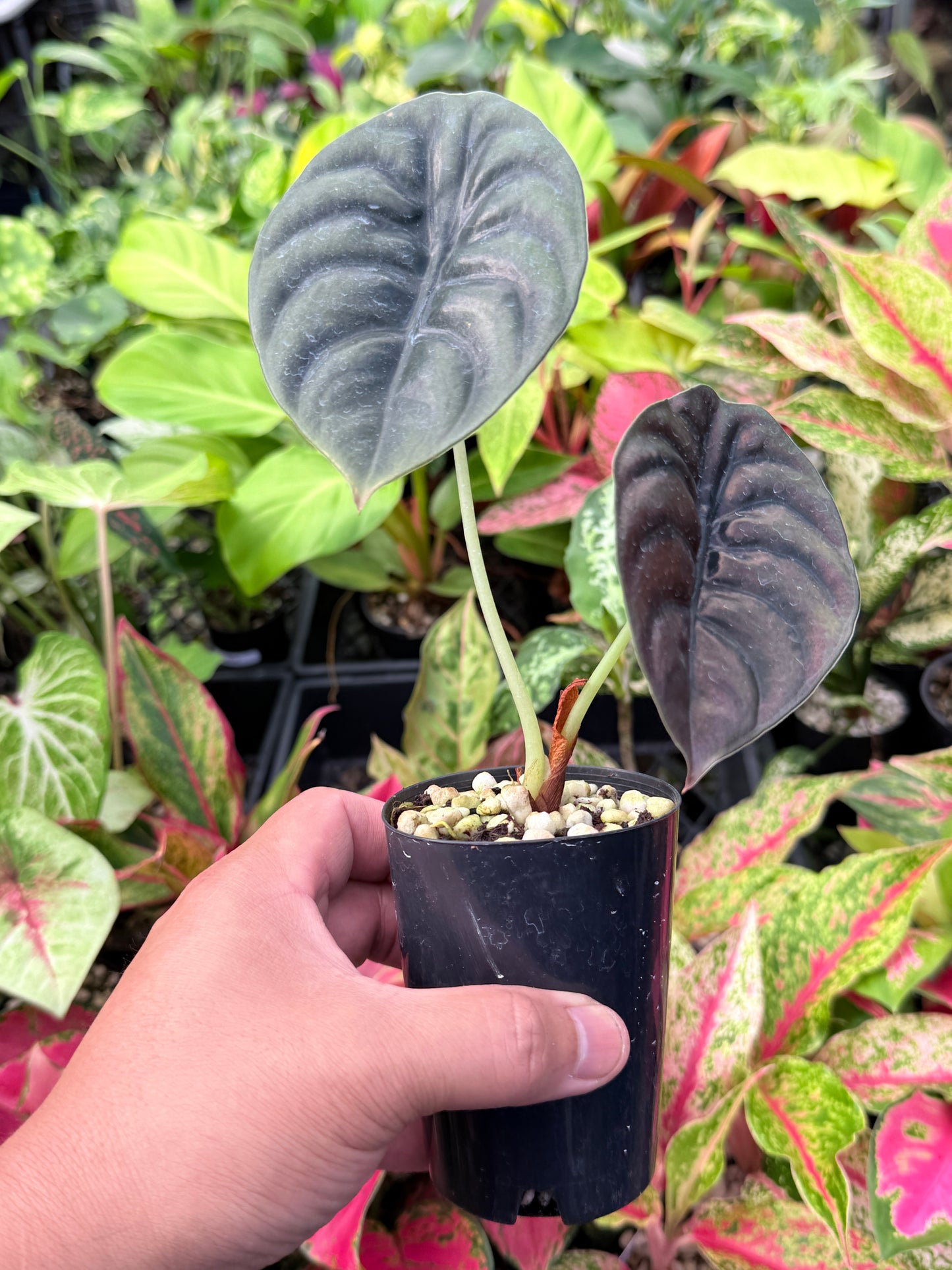 Alocasia cuprea 'Red Secret' L46