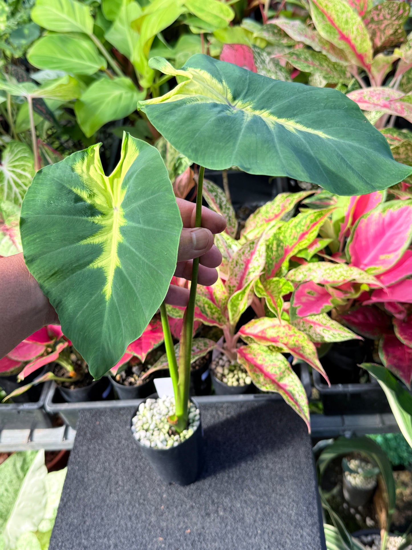 Colocasia 'Queen of Phoenix' L53