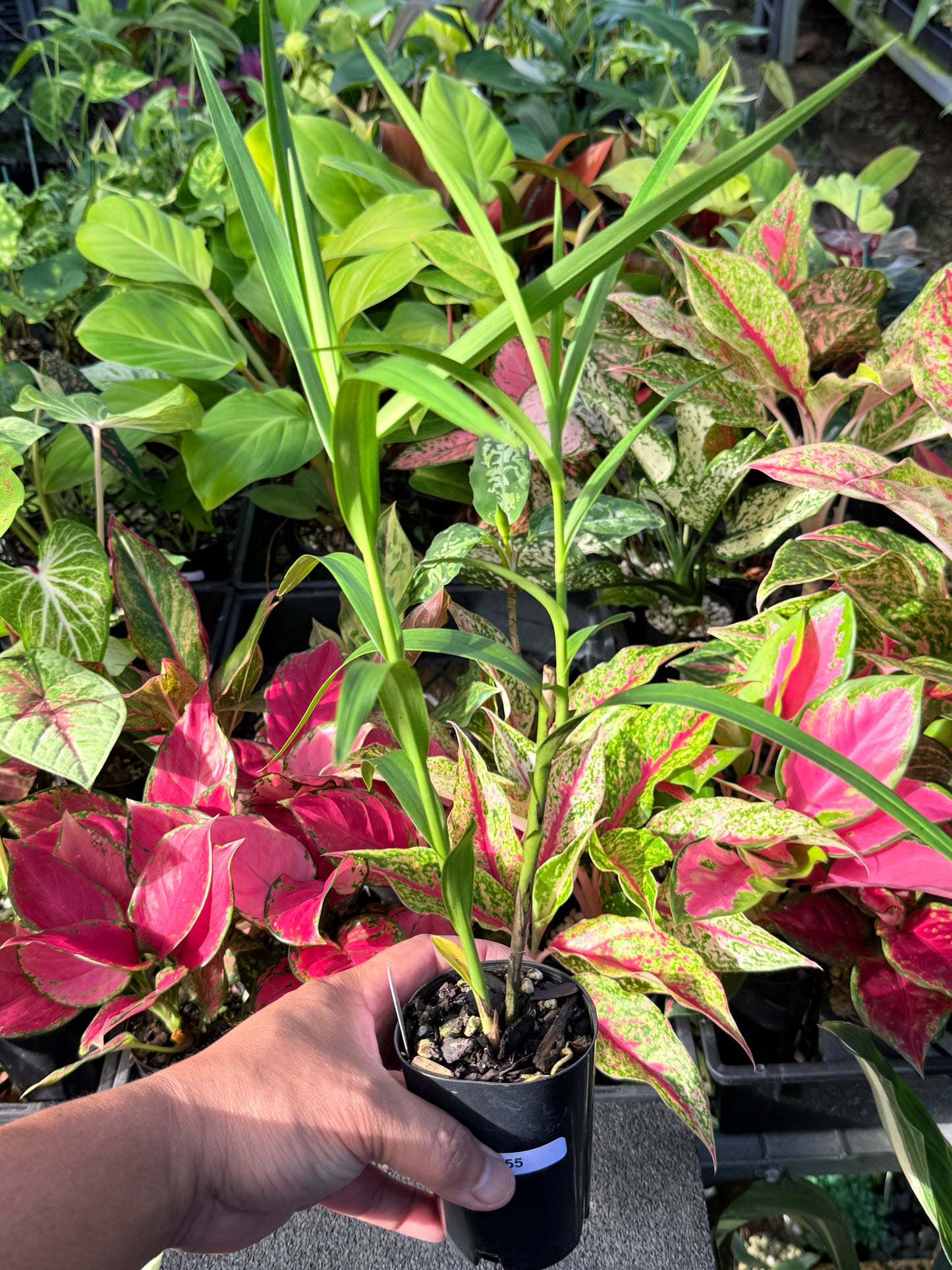 Arundina graminifolia 'Bamboo Orchid' L55