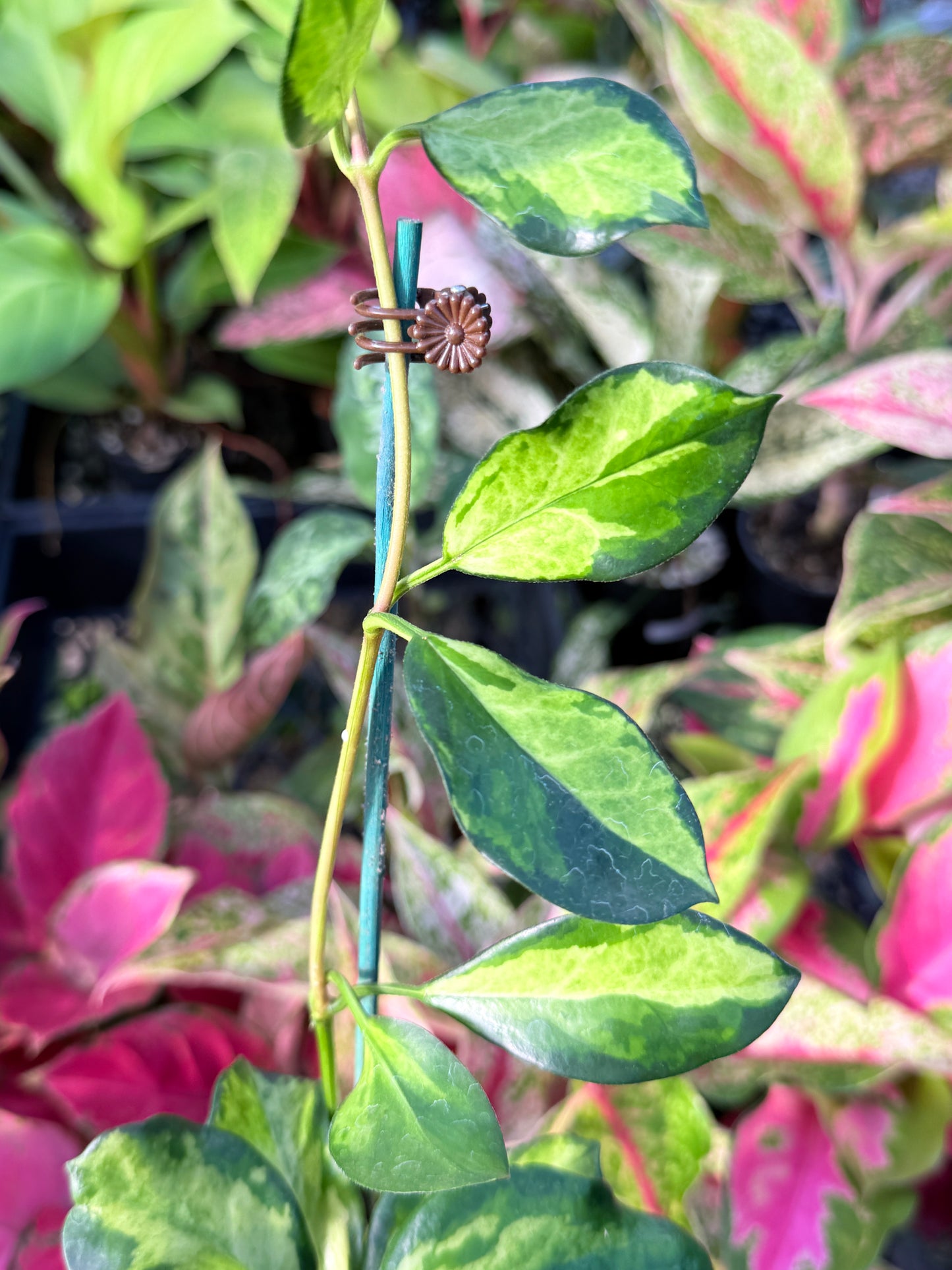 Hoya australis 'Lisa' L56