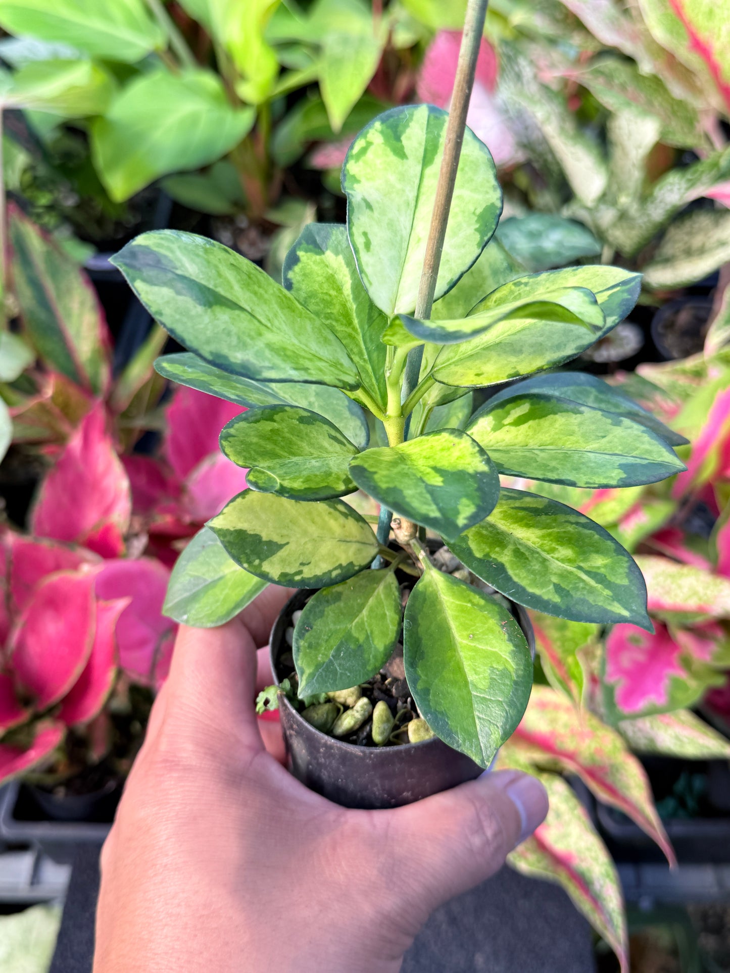 Hoya australis 'Lisa' L57