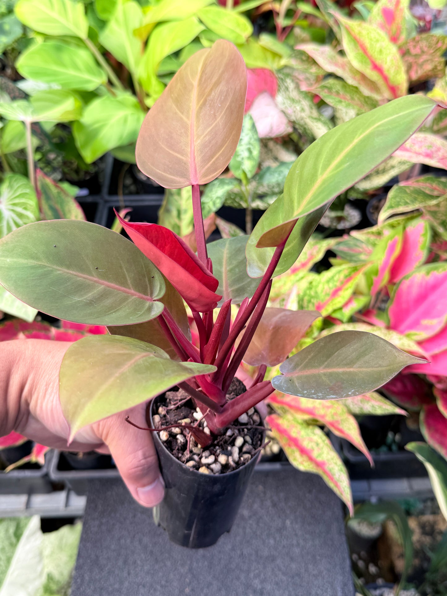 Philodendron 'Cherry Red' L60