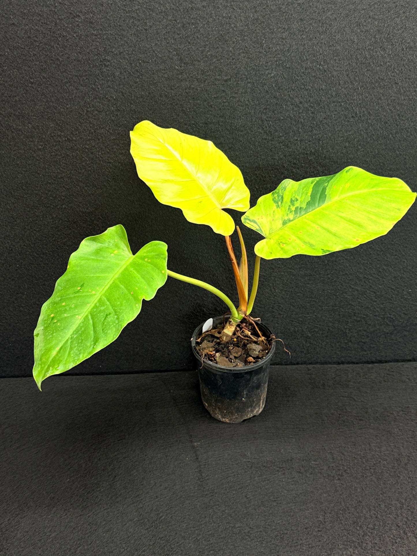 Philodendron 'Jungle Fever' (Not Snow Drift) NONTC O24