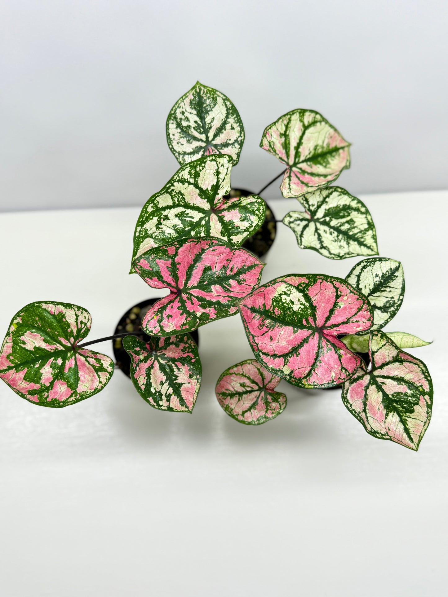 Caladium Purple Light - Best Pick of the Crop!