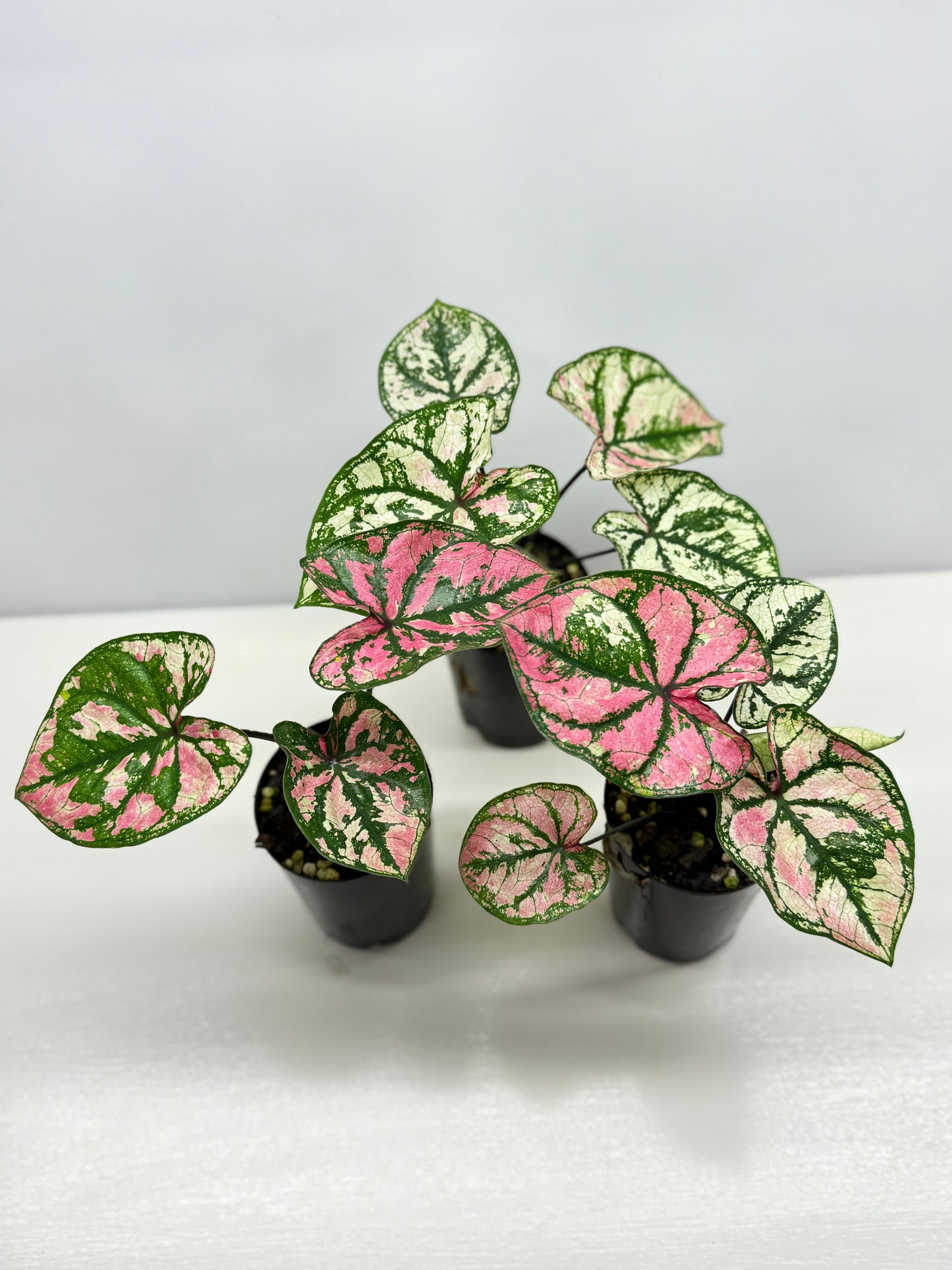 Caladium Purple Light - Best Pick of the Crop!