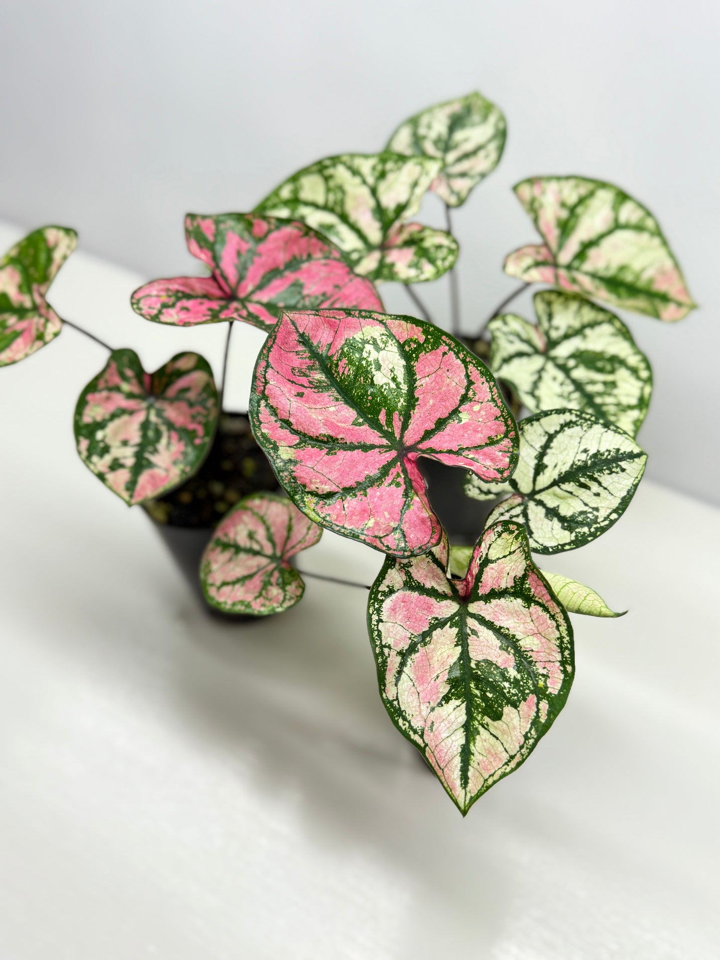 Caladium Purple Light - Best Pick of the Crop!
