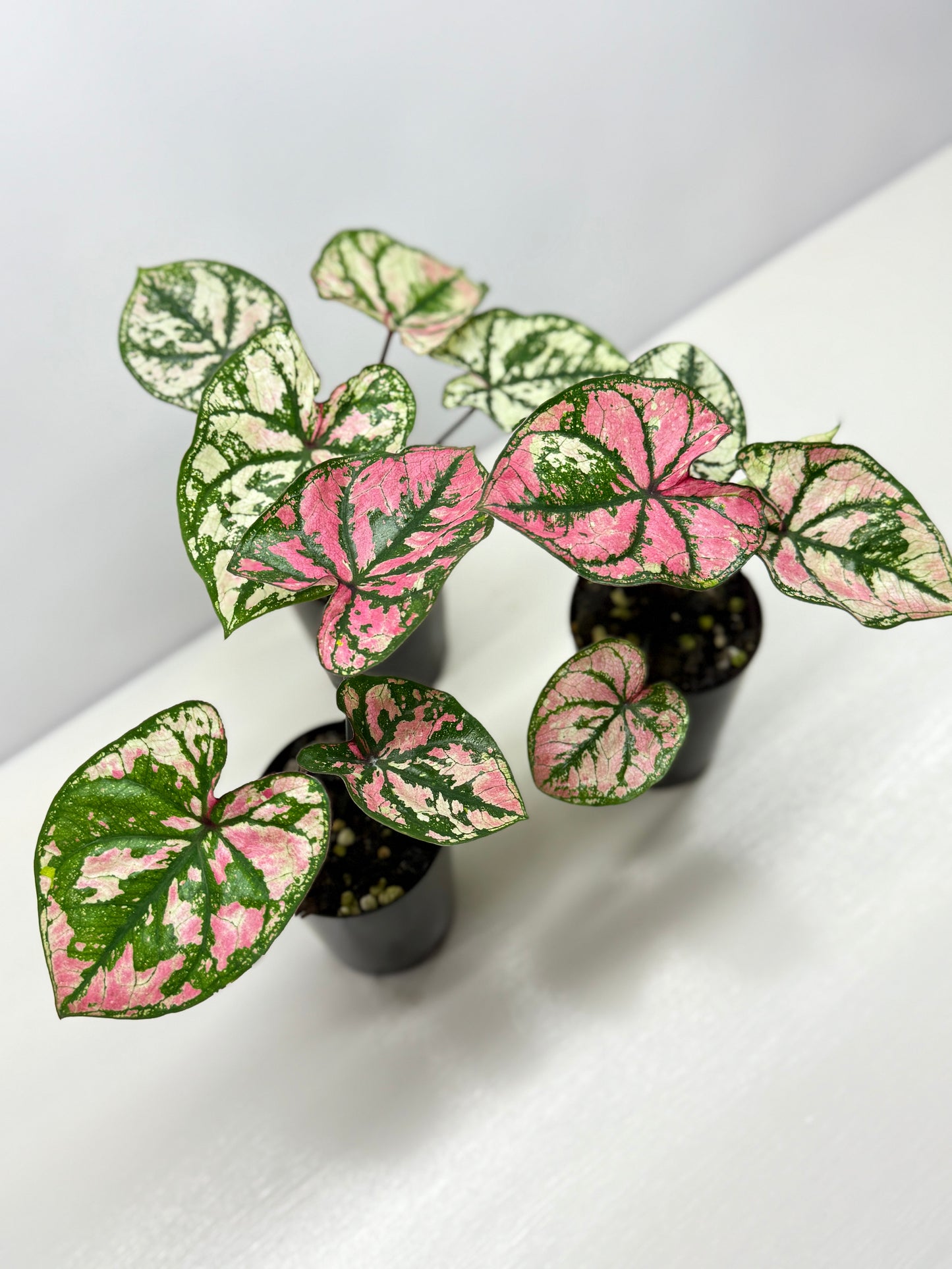 Caladium Purple Light - Best Pick of the Crop!