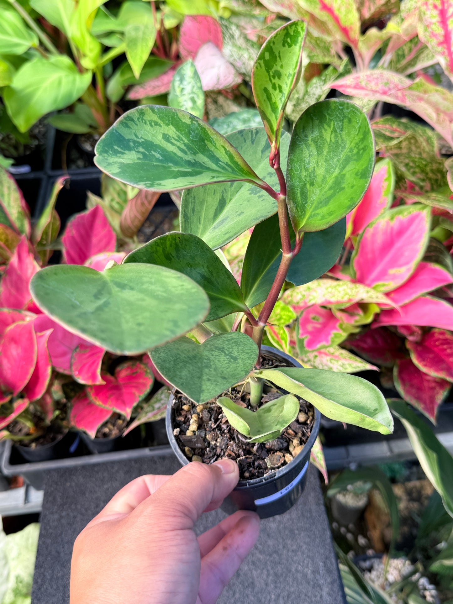 Peperomia obtusifolia ‘Tropicolor’ L62
