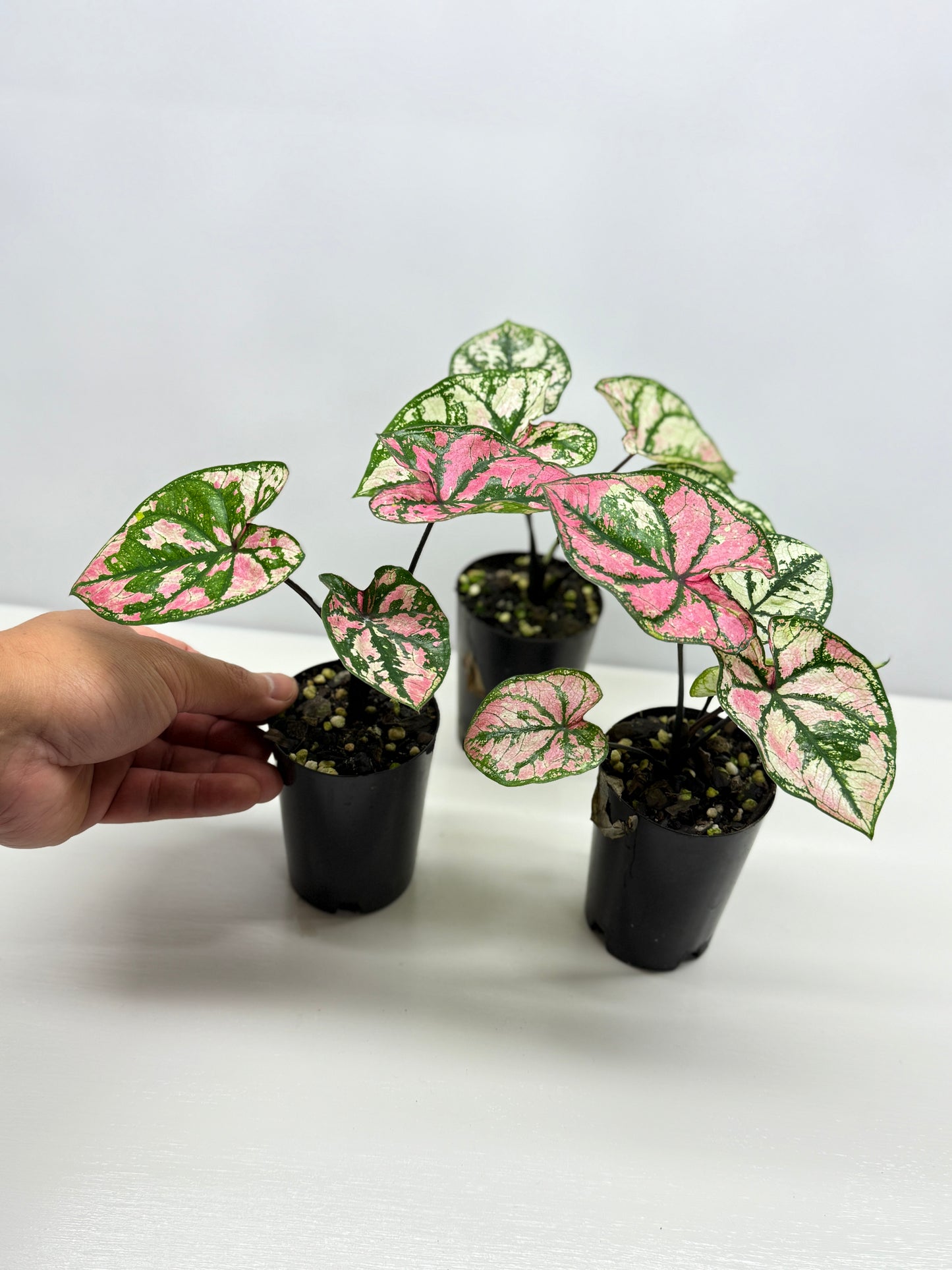 Caladium Purple Light - Best Pick of the Crop!