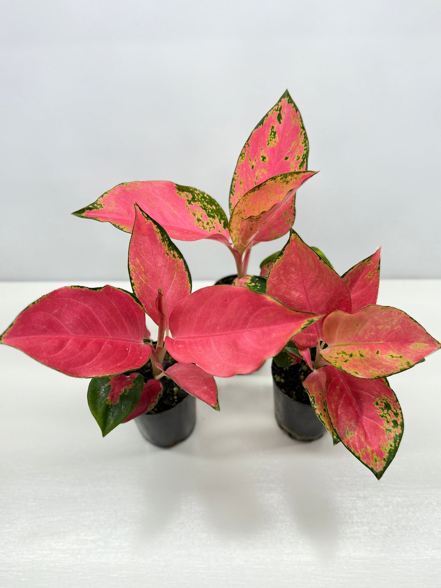 Aglaonema China Red - Best Pick of the Crop!